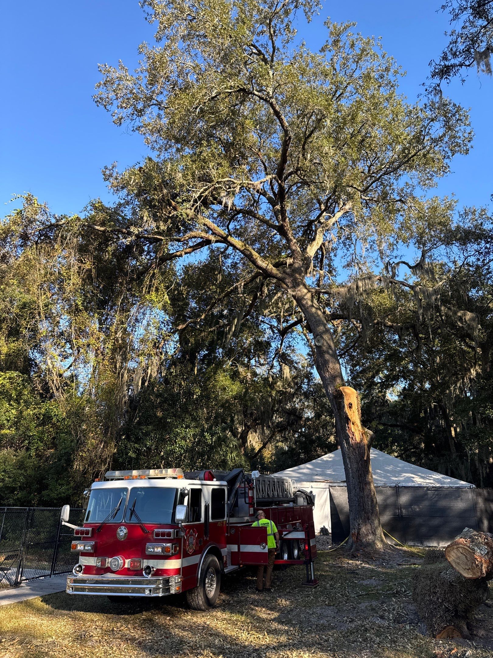 Episcopal | Large Tree Removal by ProGreen Services