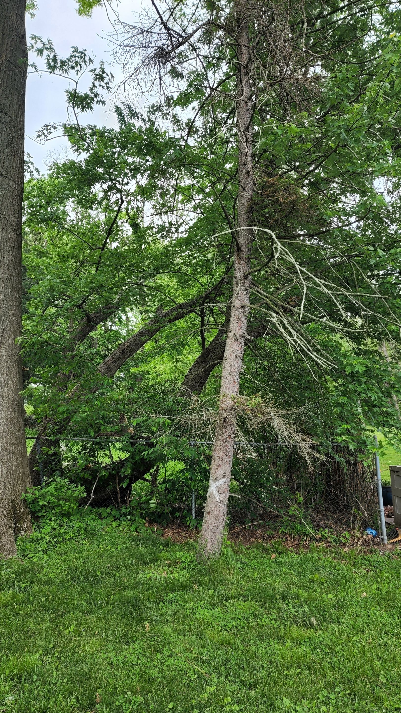 Tree Removal using Tree Removal by Mike Jones & Sons Tree Service LLC 