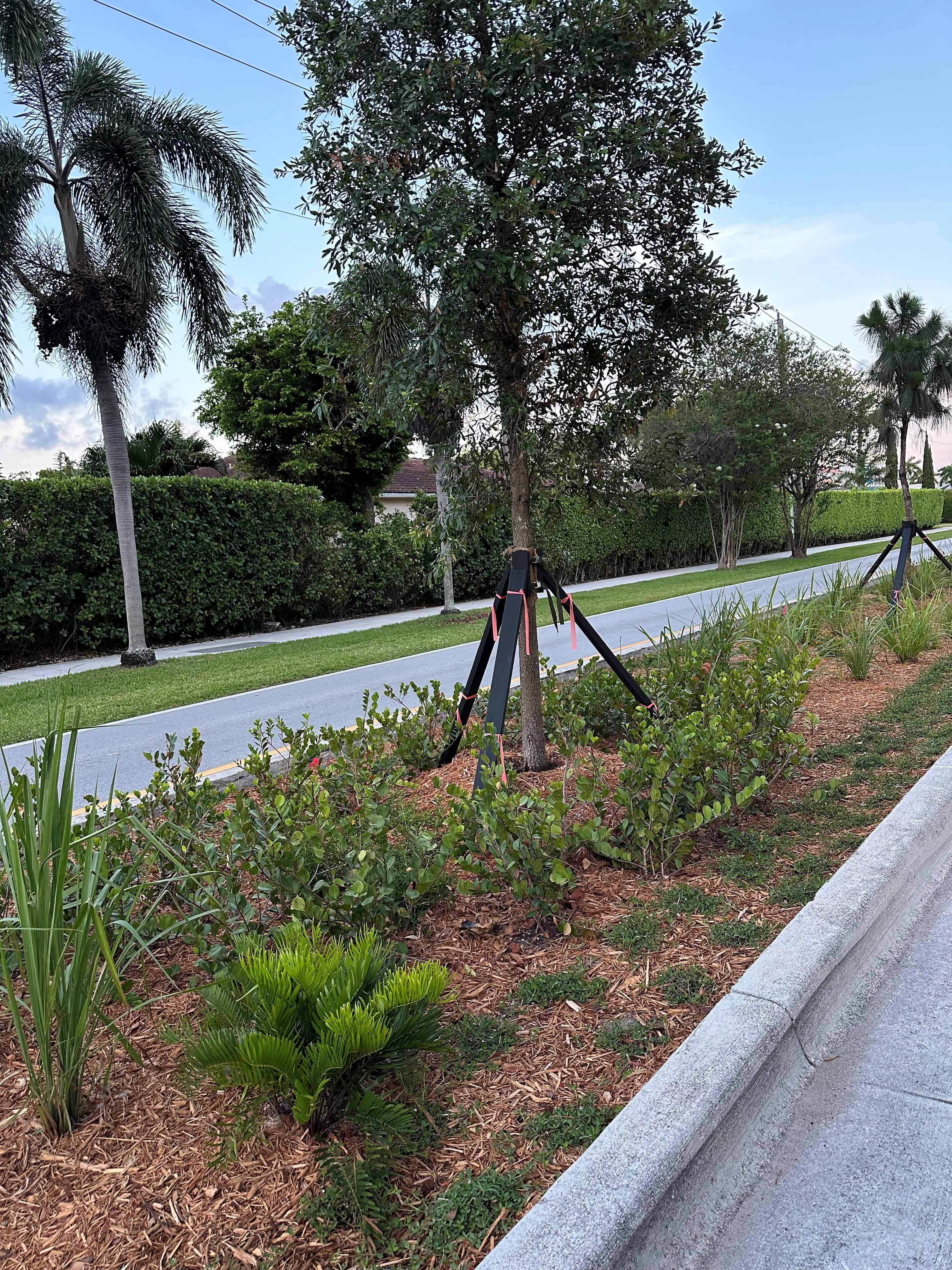 Pinecrest Median - New Native Landscape by Nature's Dream by Nature's Dream Landscape and Tree Service