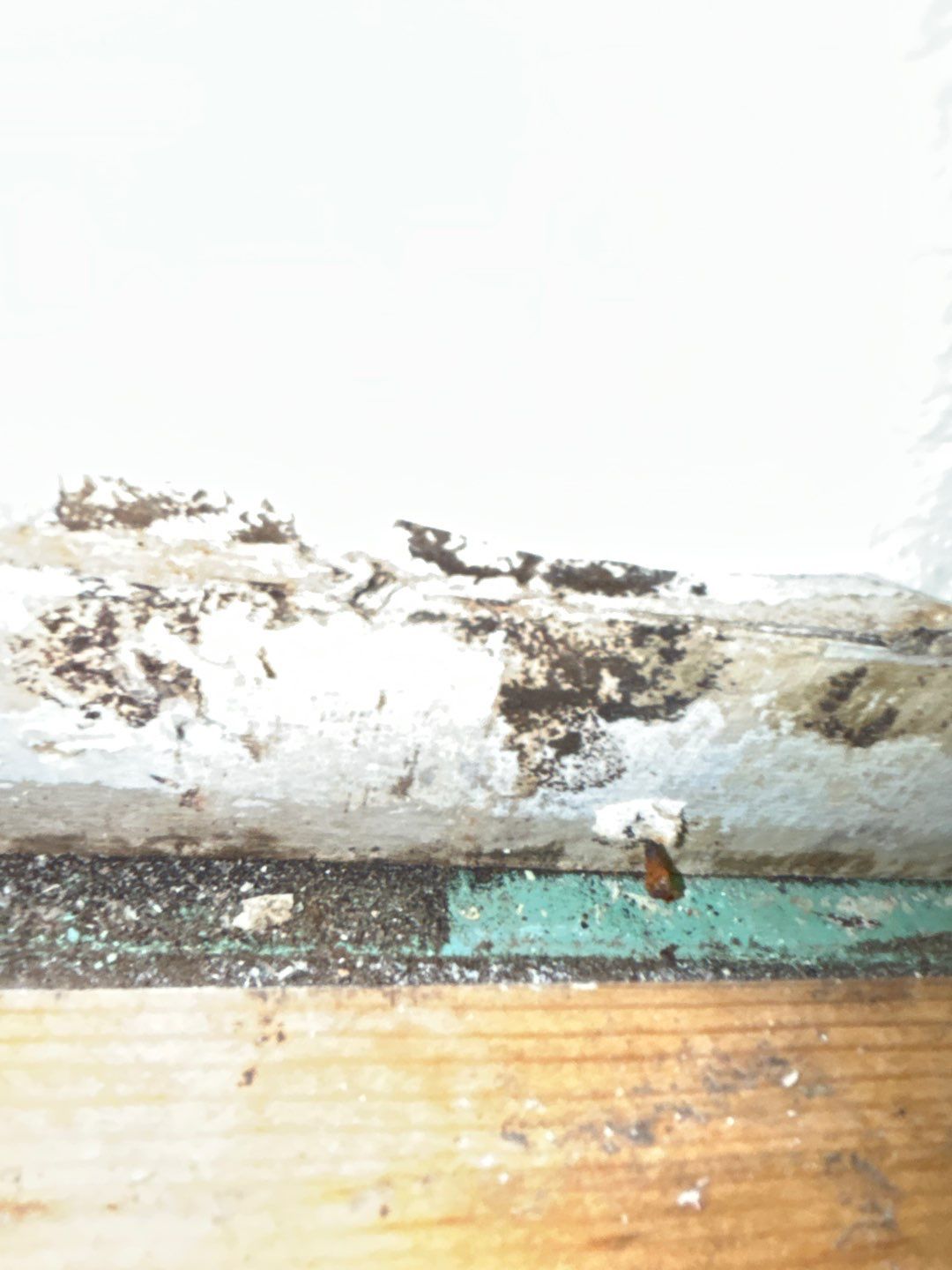 Mold Remediation by Accountable Home Services