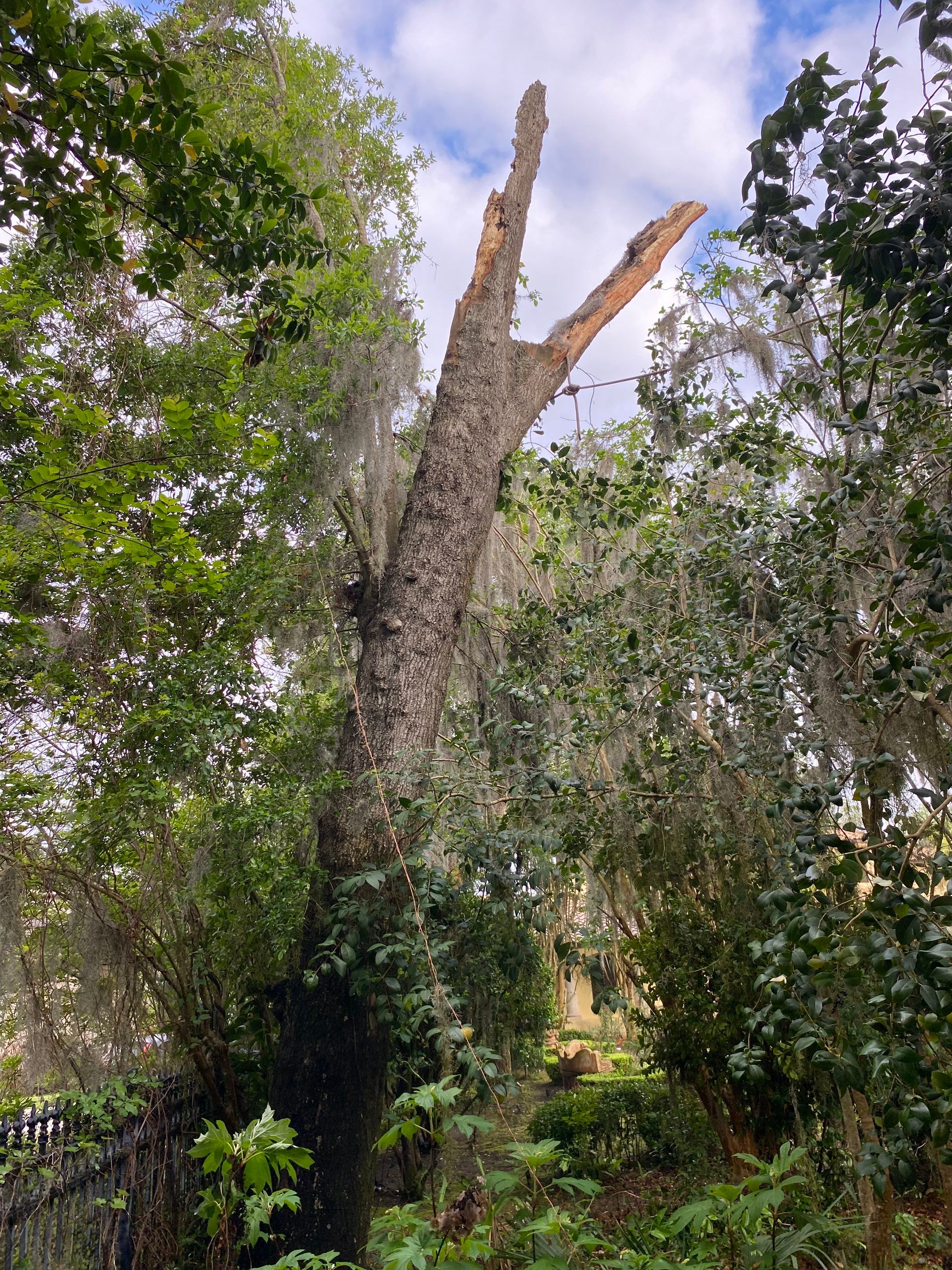 Residential | Tree Removal by ProGreen Services