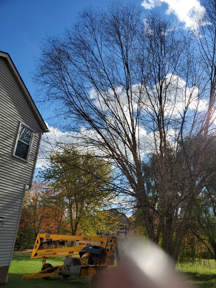 Tree Removal using Tree Removal by Mike Jones & Sons Tree Service LLC 