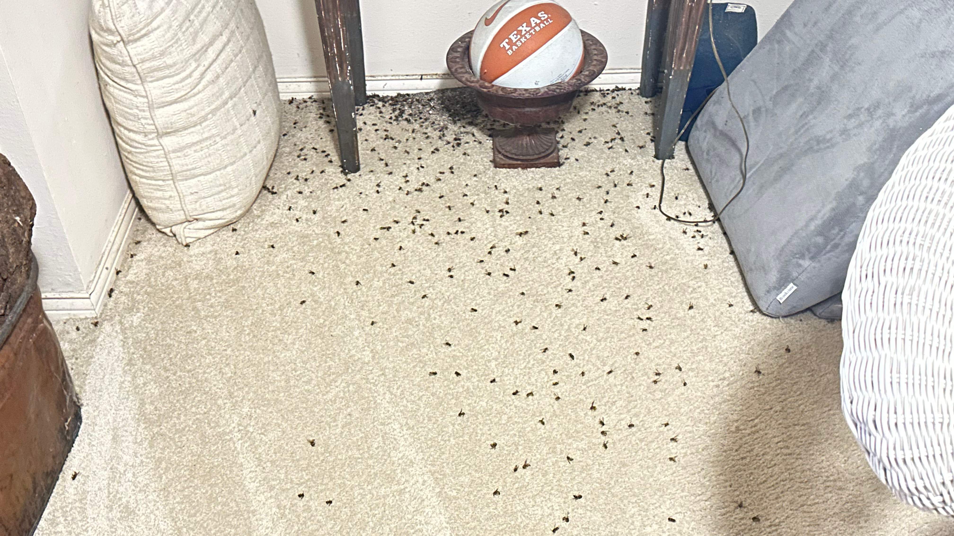 Yellowjackets in Bedroom by Rockwall Honey Bee Company