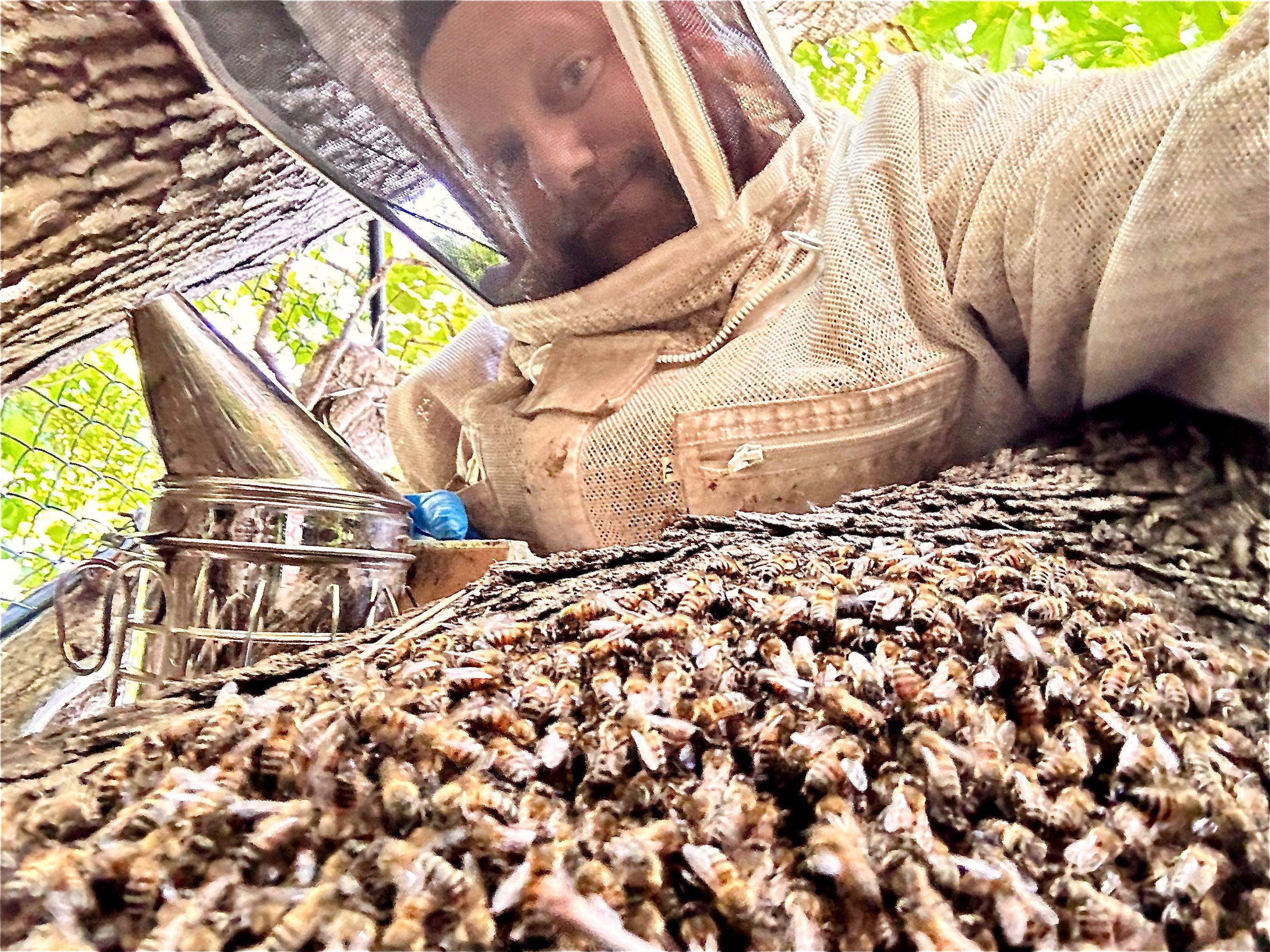 Two Colonies, One Property by Rockwall Honey Bee Company