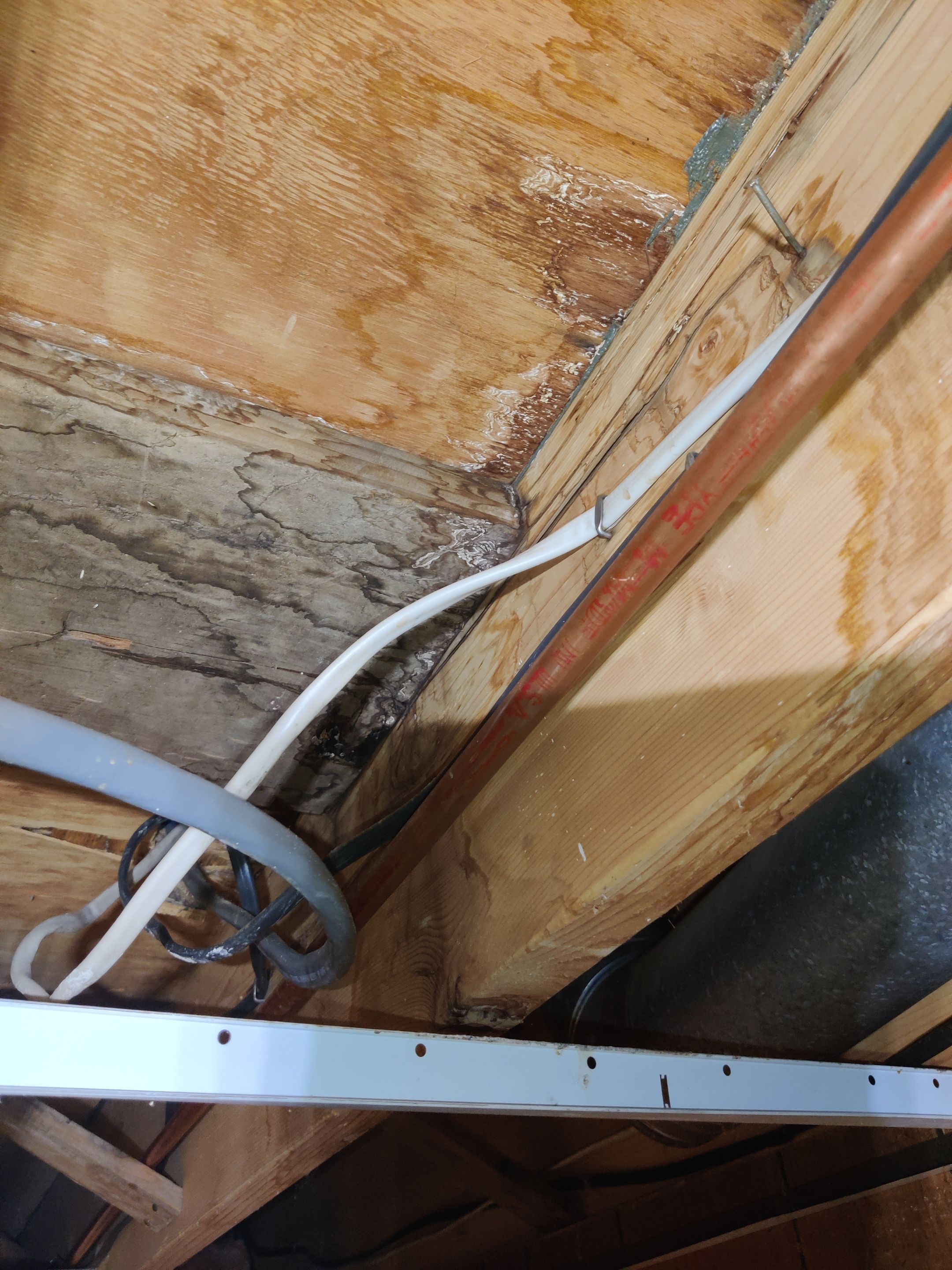 Mold Remediation using Containment by Accountable Home Services