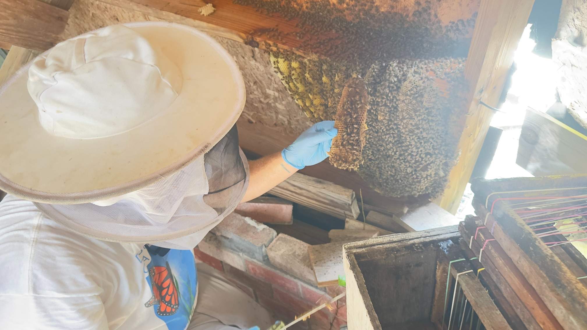 Open Air Garage Beesli by Rockwall Honey Bee Company