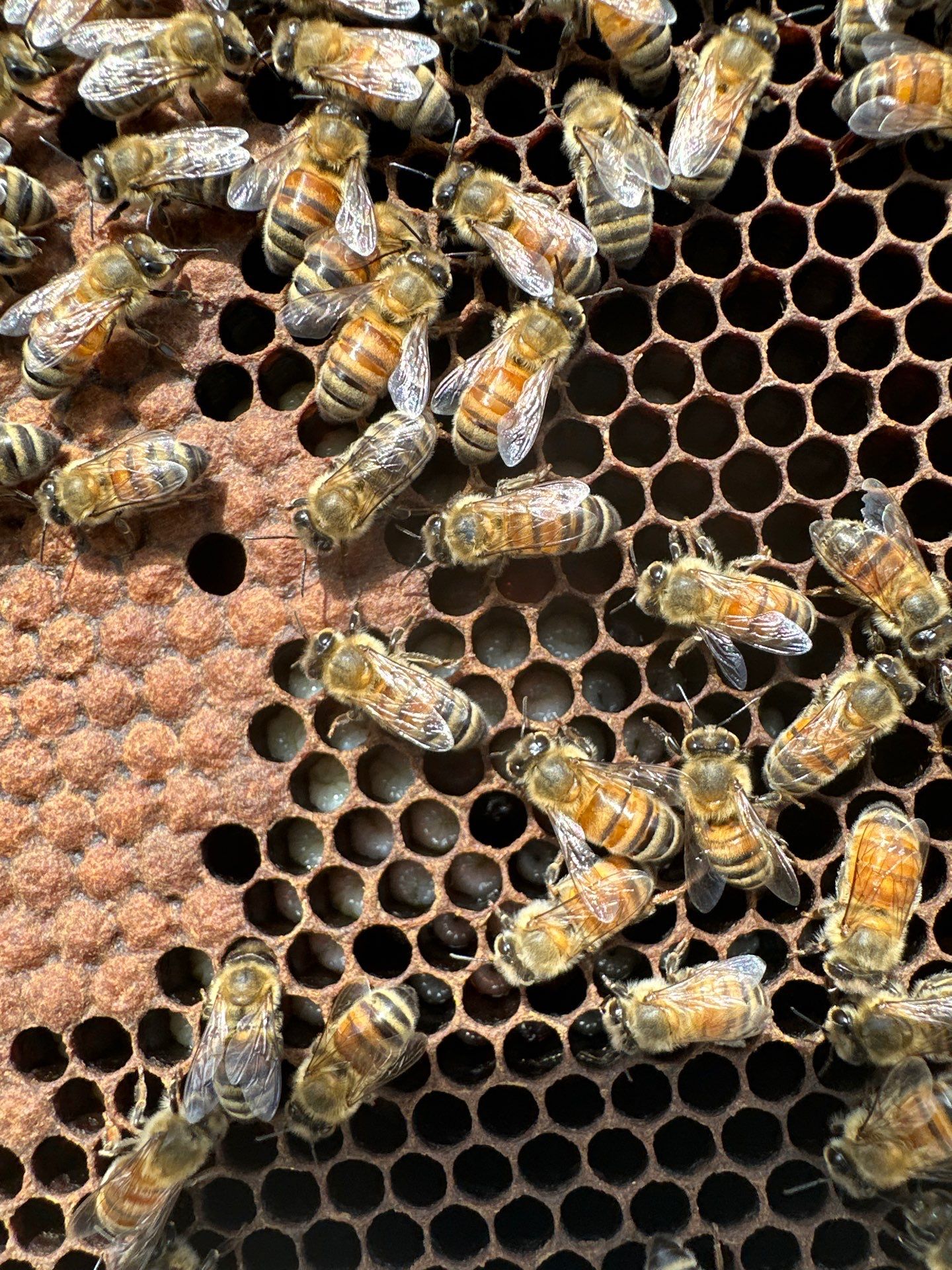 Bees at the Bank! by Rockwall Honey Bee Company