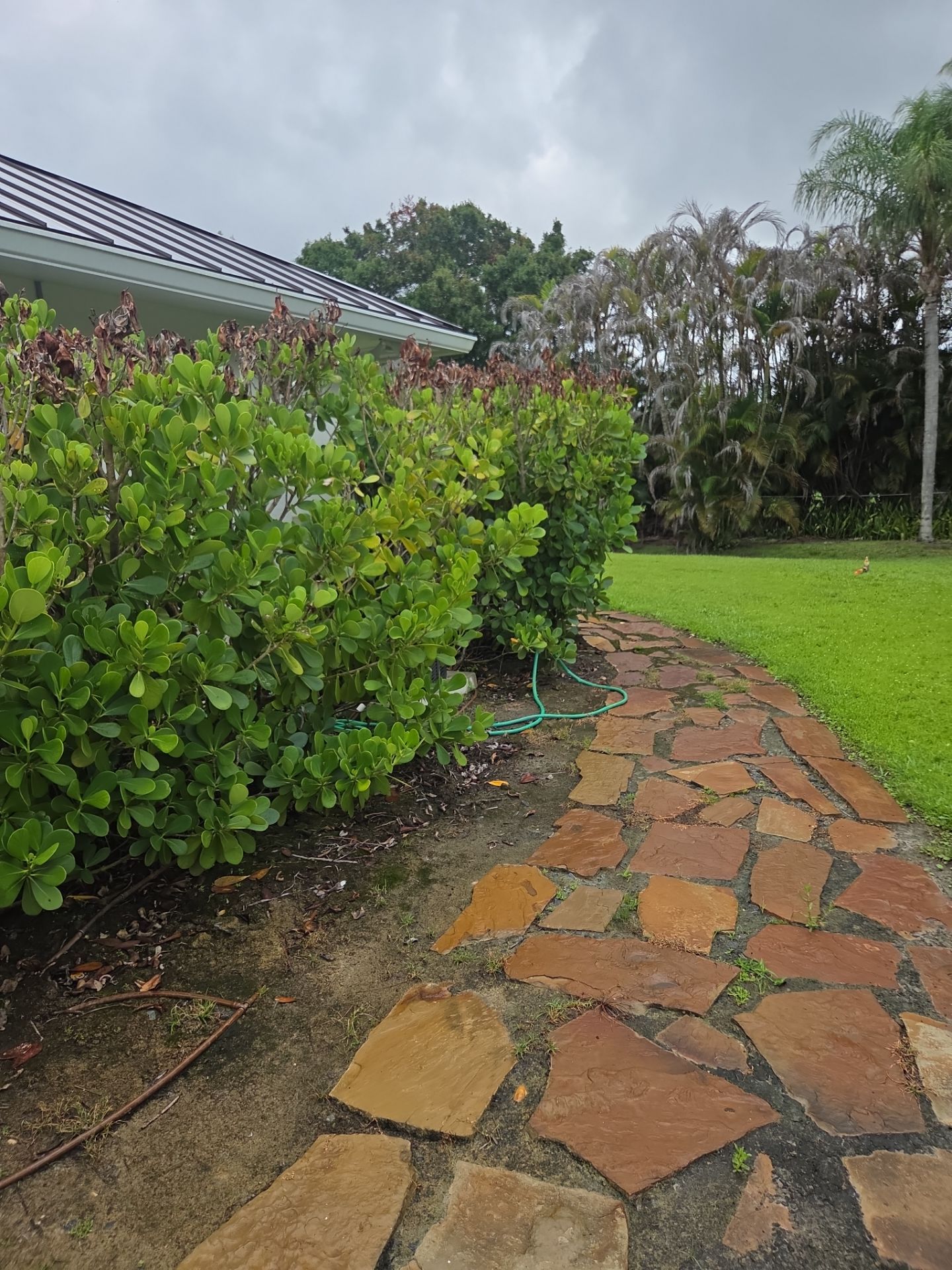 🌿✨ From Problem Areas to Paradise in Palm City! 🏡💧🌴 by Alpha Zeta Enterprises Inc
