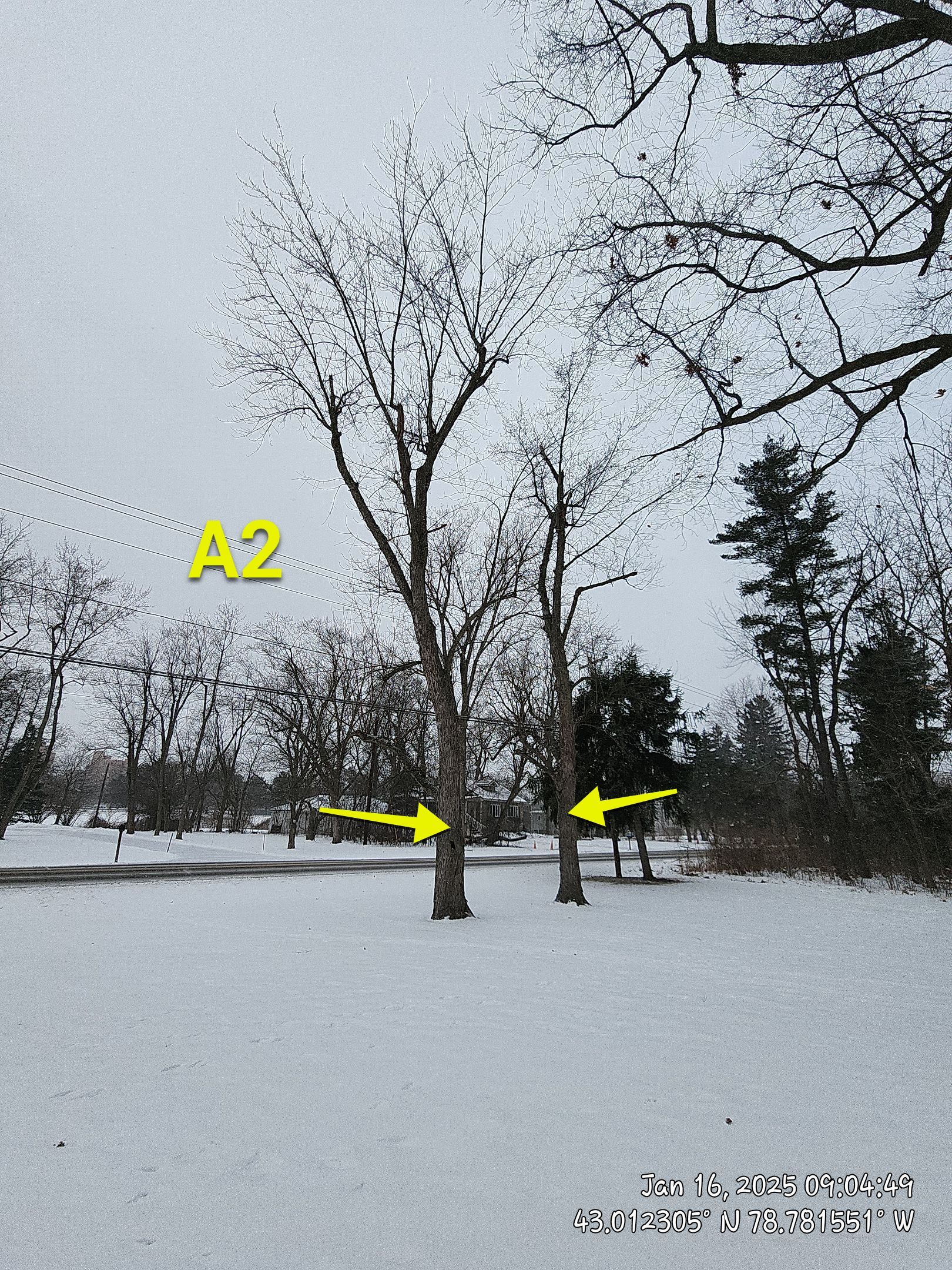 Tree Removal: Future Drive install by Treeman Tom LLC