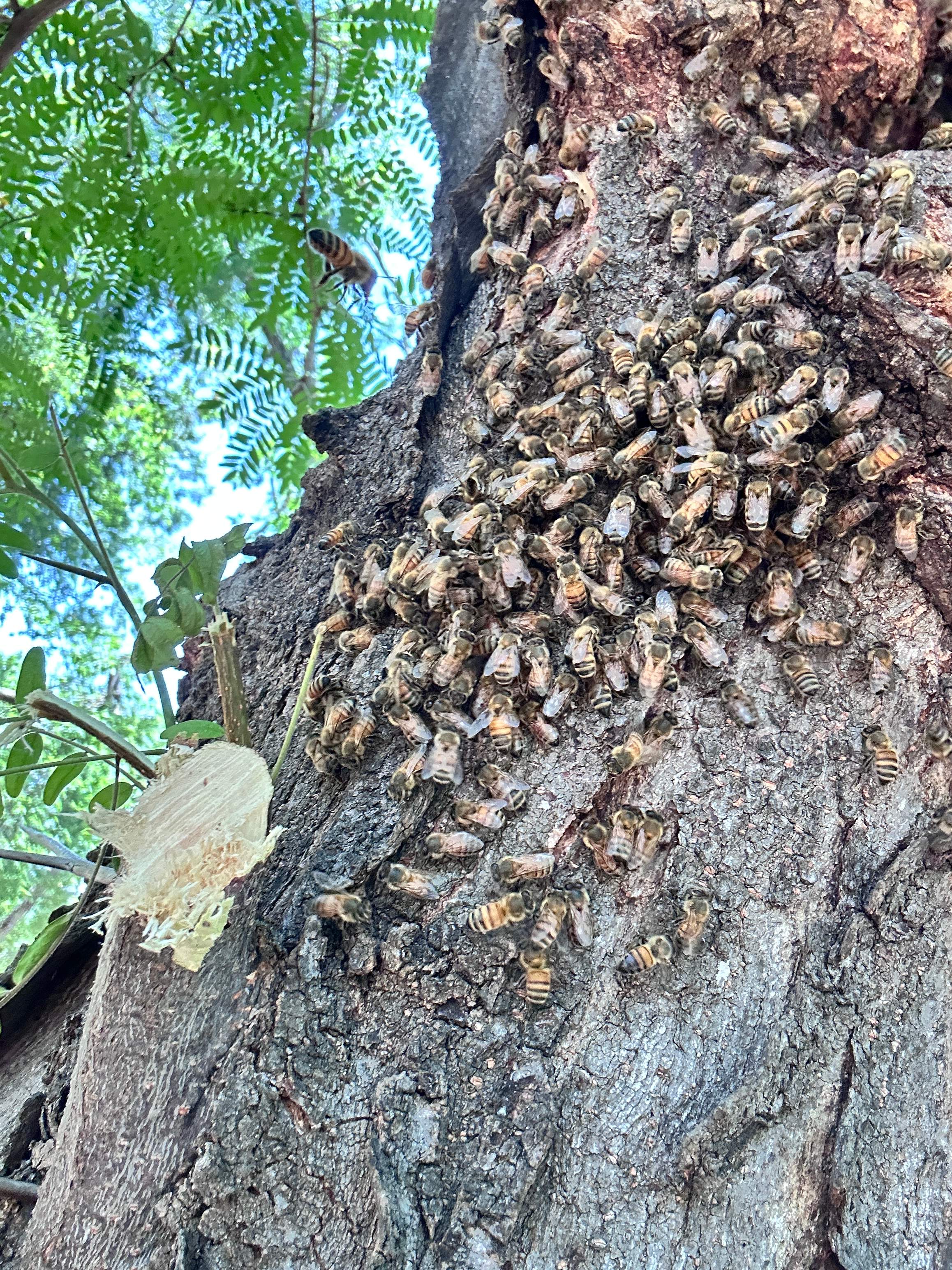 Two More Trees, One More Yard by Rockwall Honey Bee Company