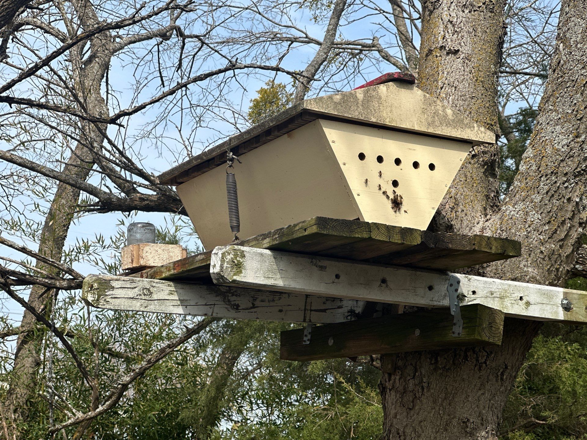 Honey bee hives in trees.. right here in Rockwall! by Rockwall Honey Bee Company