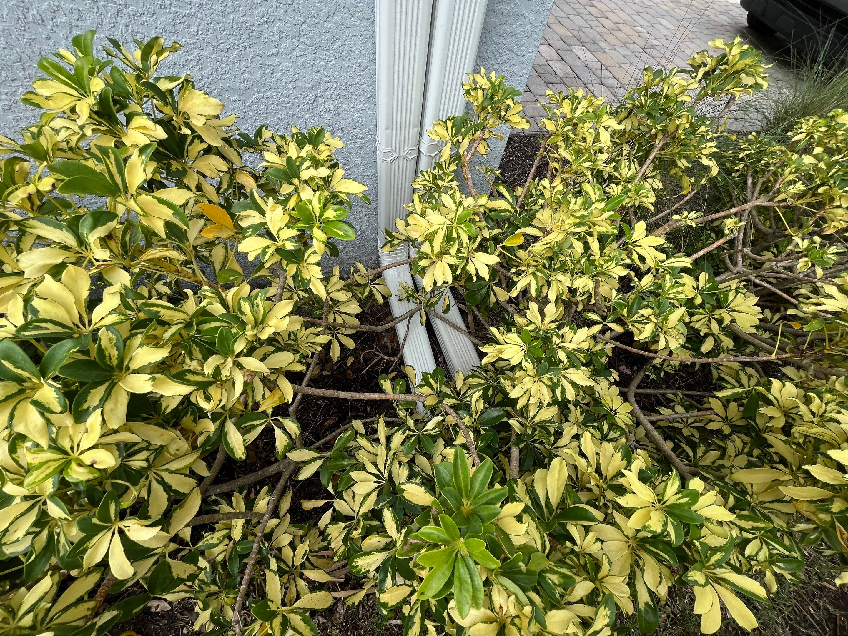 Gutter Maintenance Service in Fort Myers FL by Gutter Professors