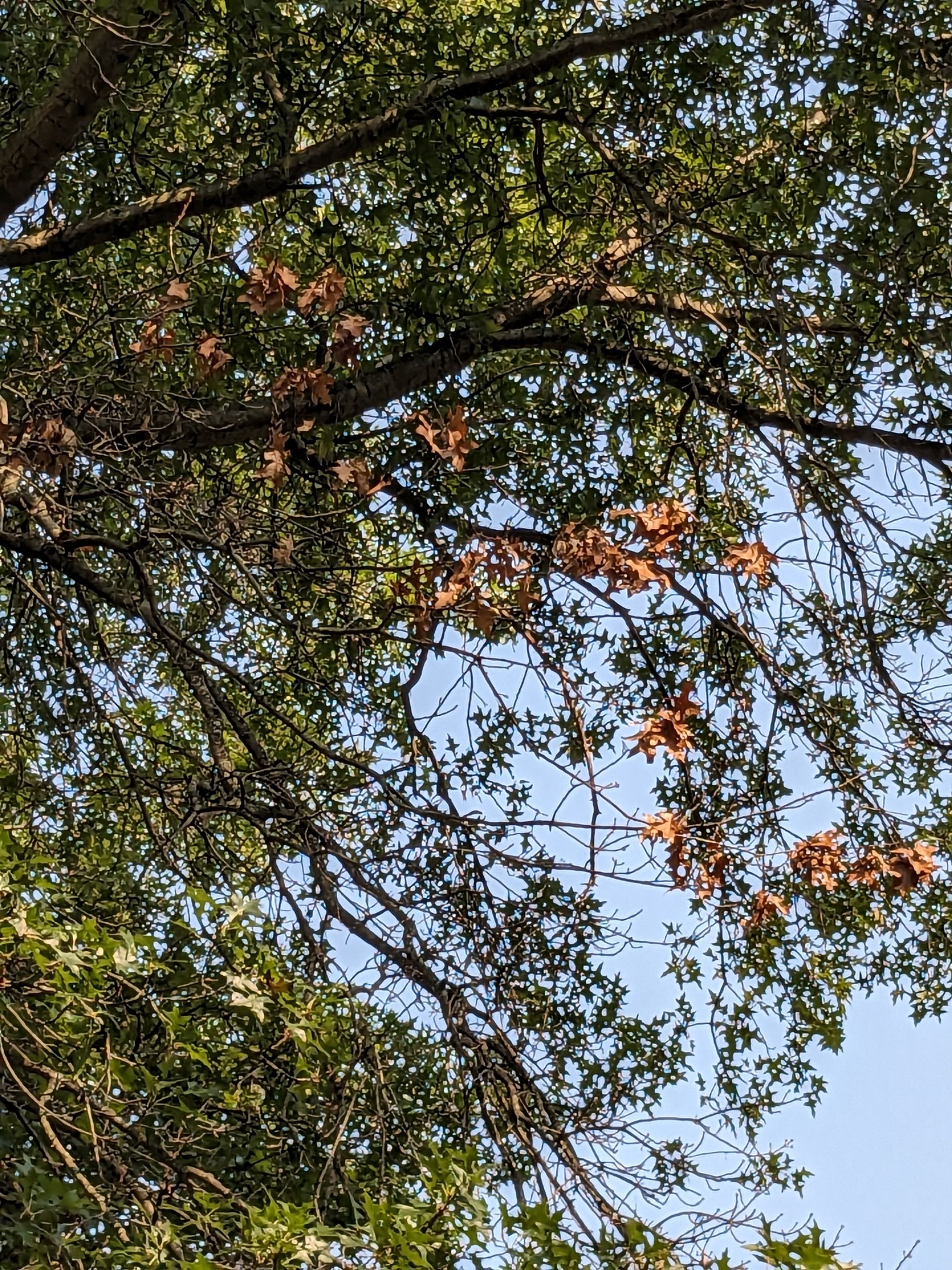 Tree Trimming using Tree Pruing by Mike Jones & Sons Tree Service LLC 