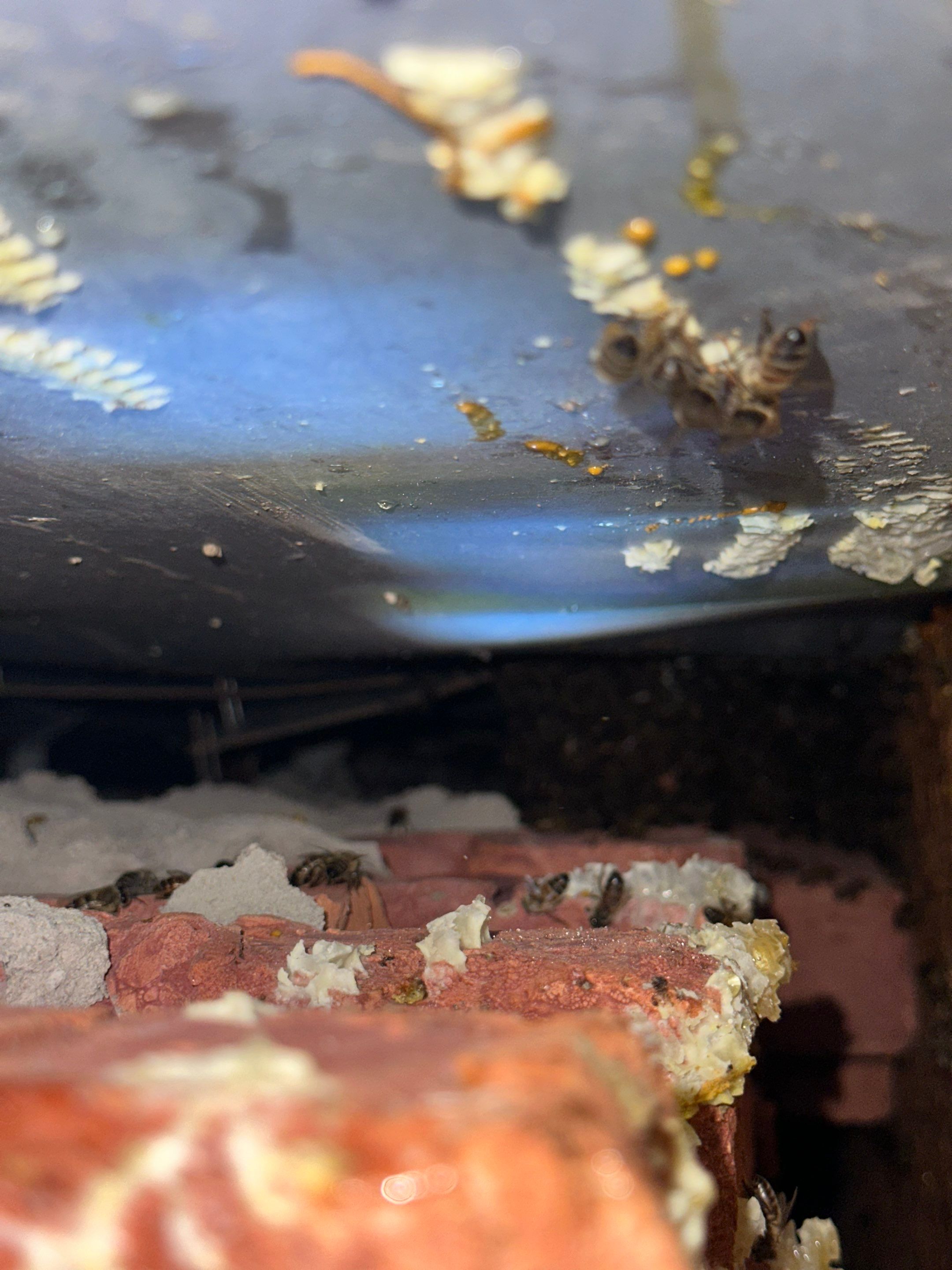 Bees Behind Bricks by Rockwall Honey Bee Company
