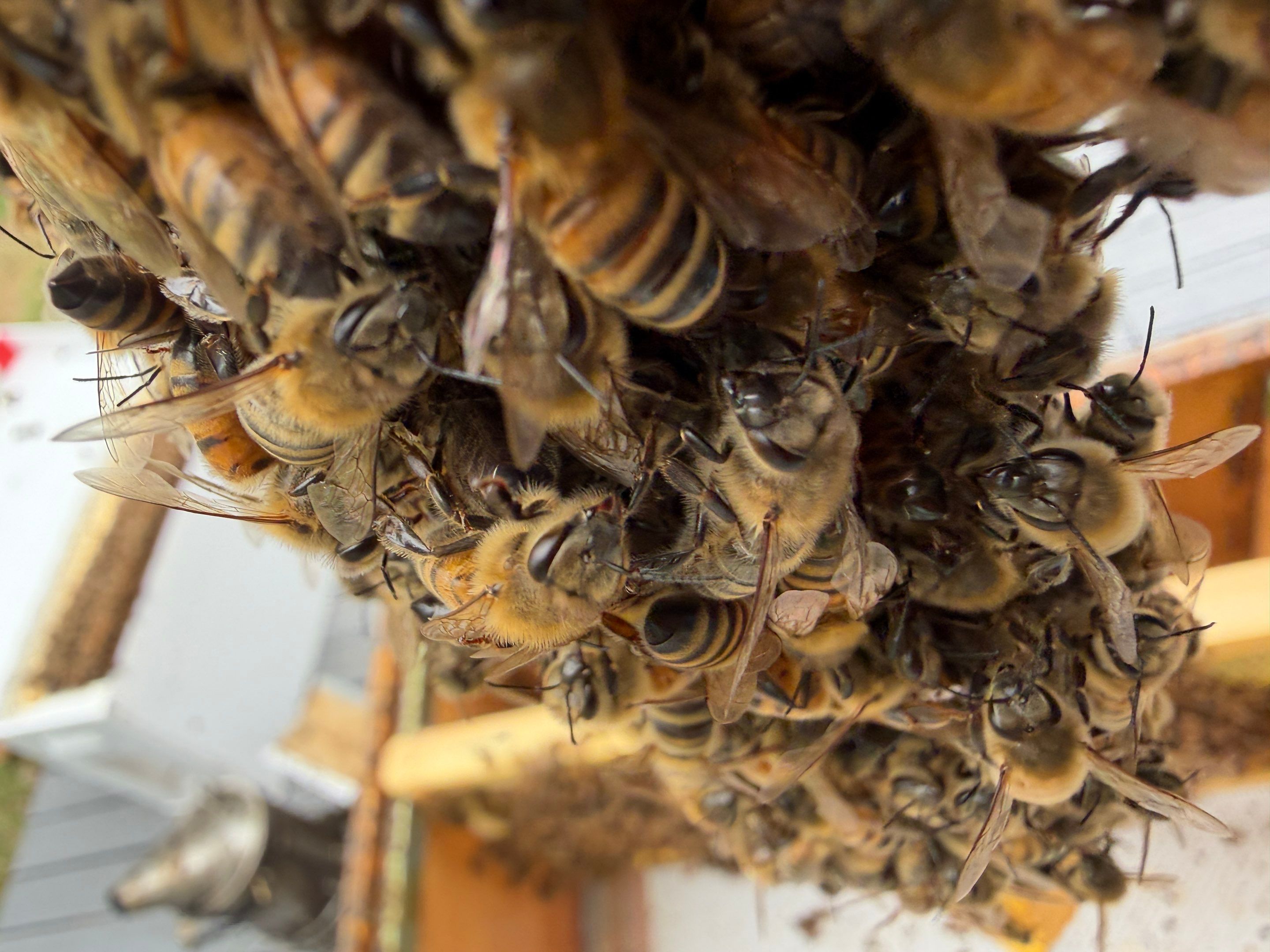 Platform Precious Population by Rockwall Honey Bee Company