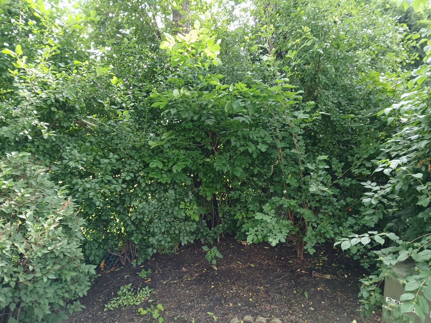 Andrew L. - Arlington Heights, IL by A&N