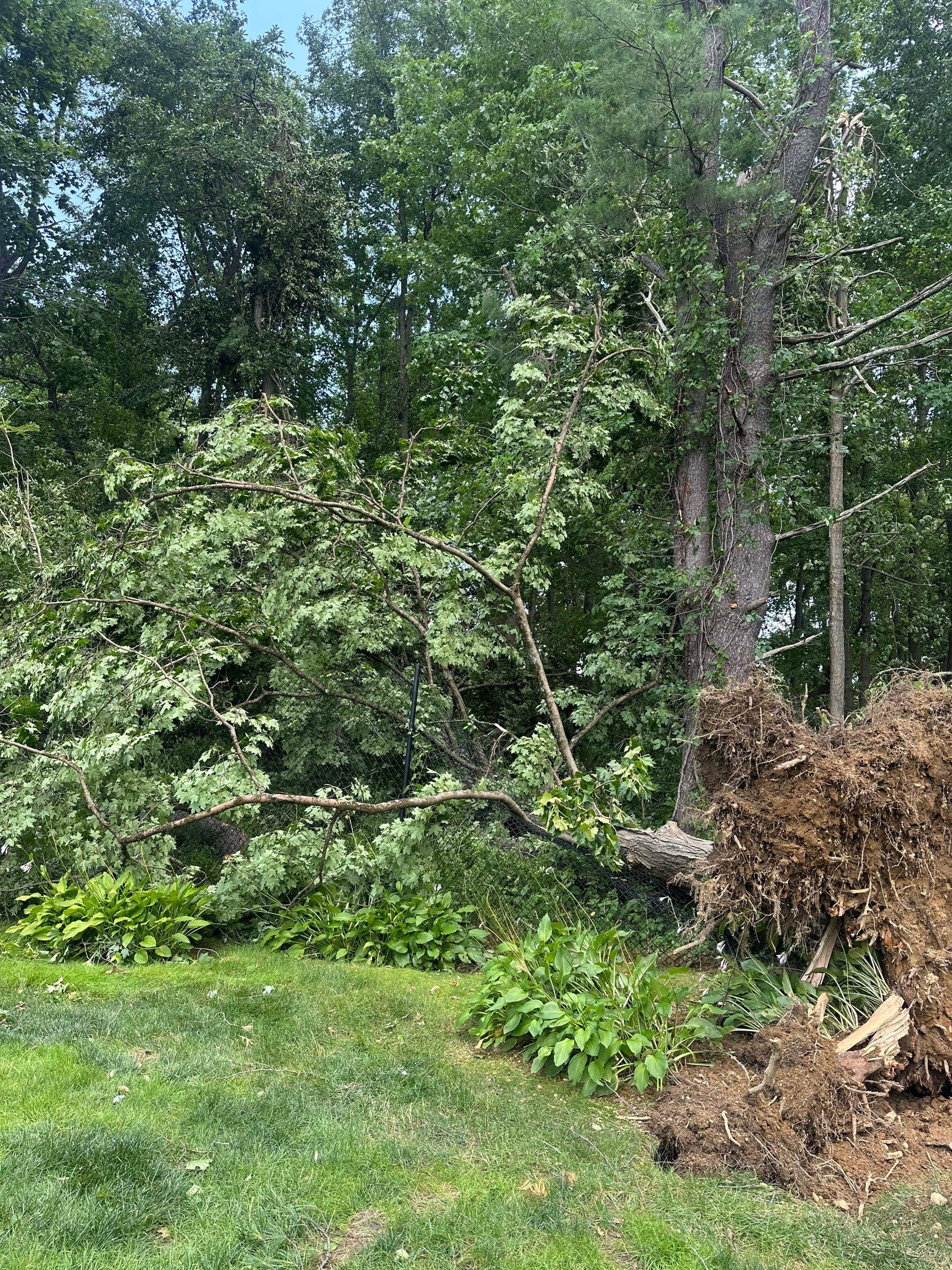 Emergency Tornado Damage Cleanup and Hazardous Tree Removal in Harrison by Fox Hill Luxury Real Estate Services