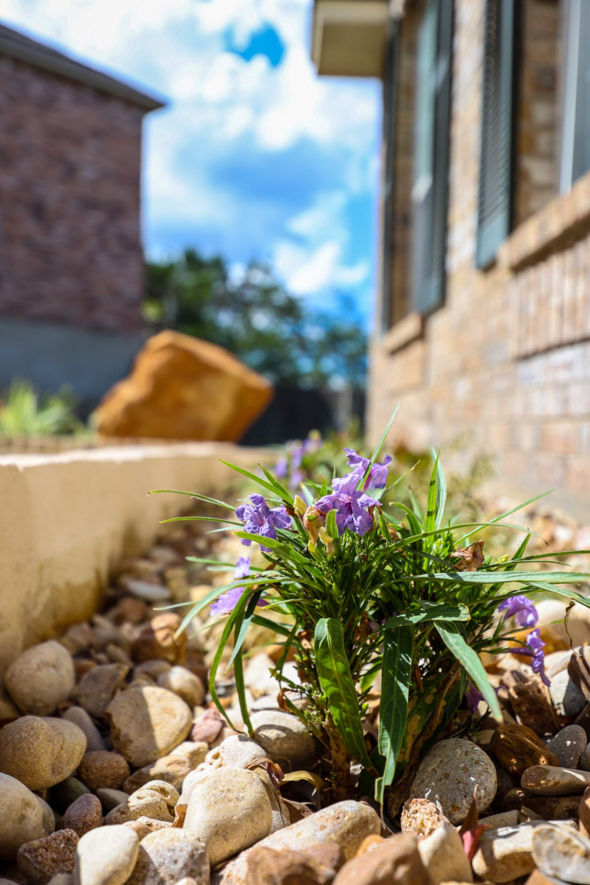 Stone Oak - San Antonio, TX by Hole In One Lawns, LLC