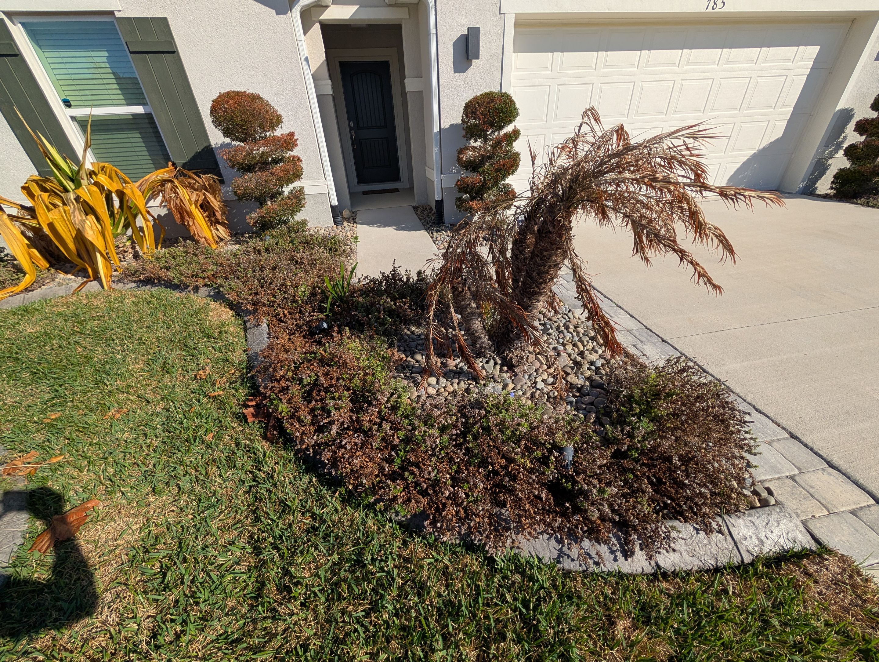 Cold Damage Plant Removal & Landscape Cleanup by
M.A.B. Landscaping & Property Maintenance
