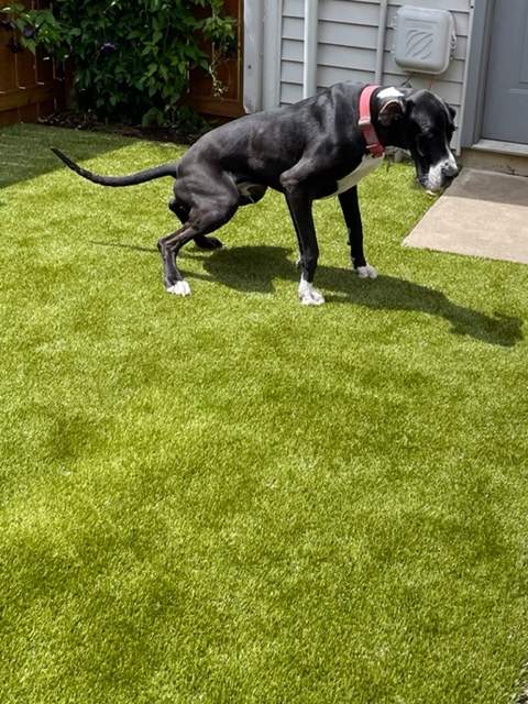 K9Grass in Fort Wayne by ForeverLawn NEIN/INDY