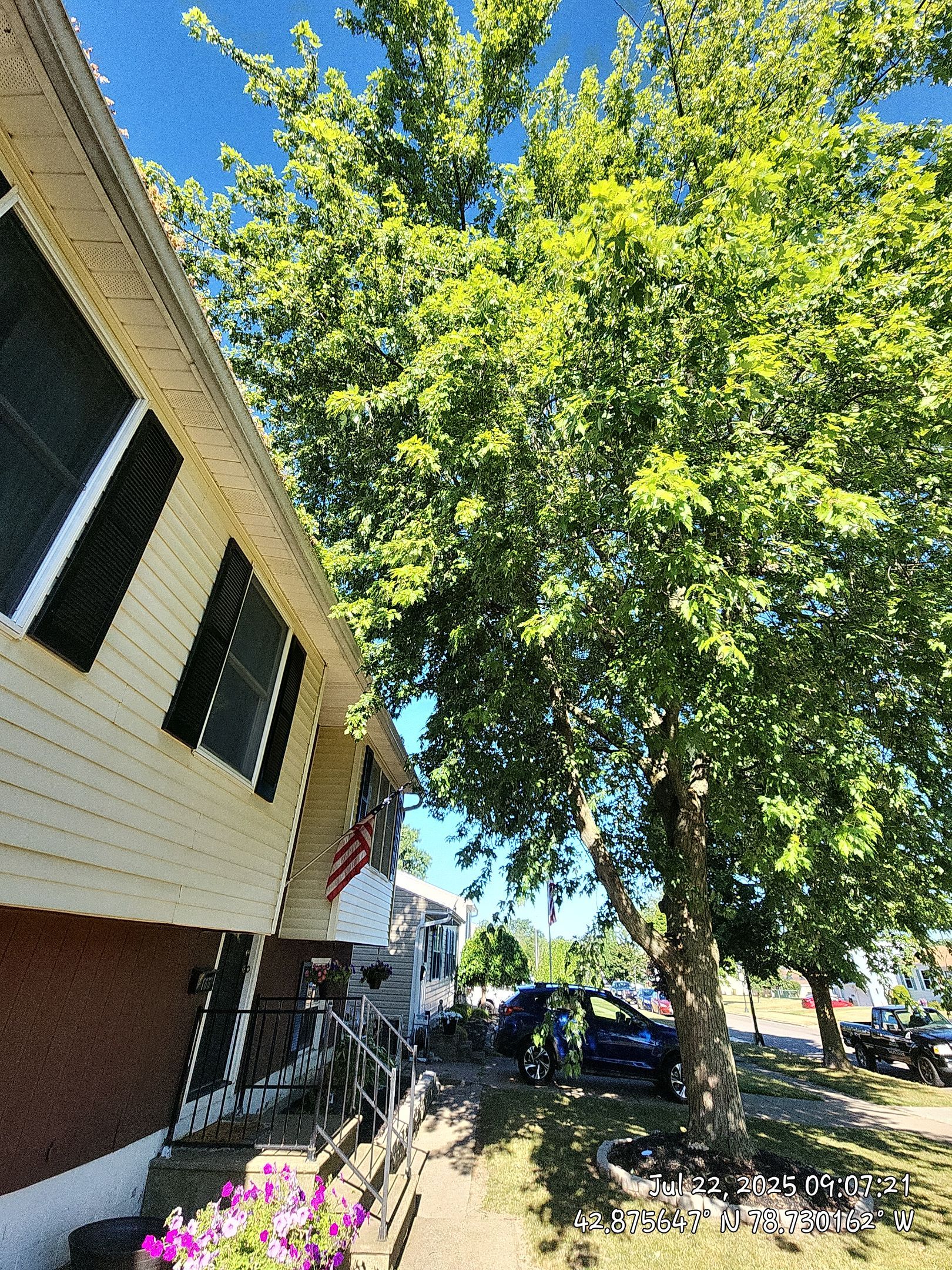 Preventative Roof Protection by Treeman Tom LLC