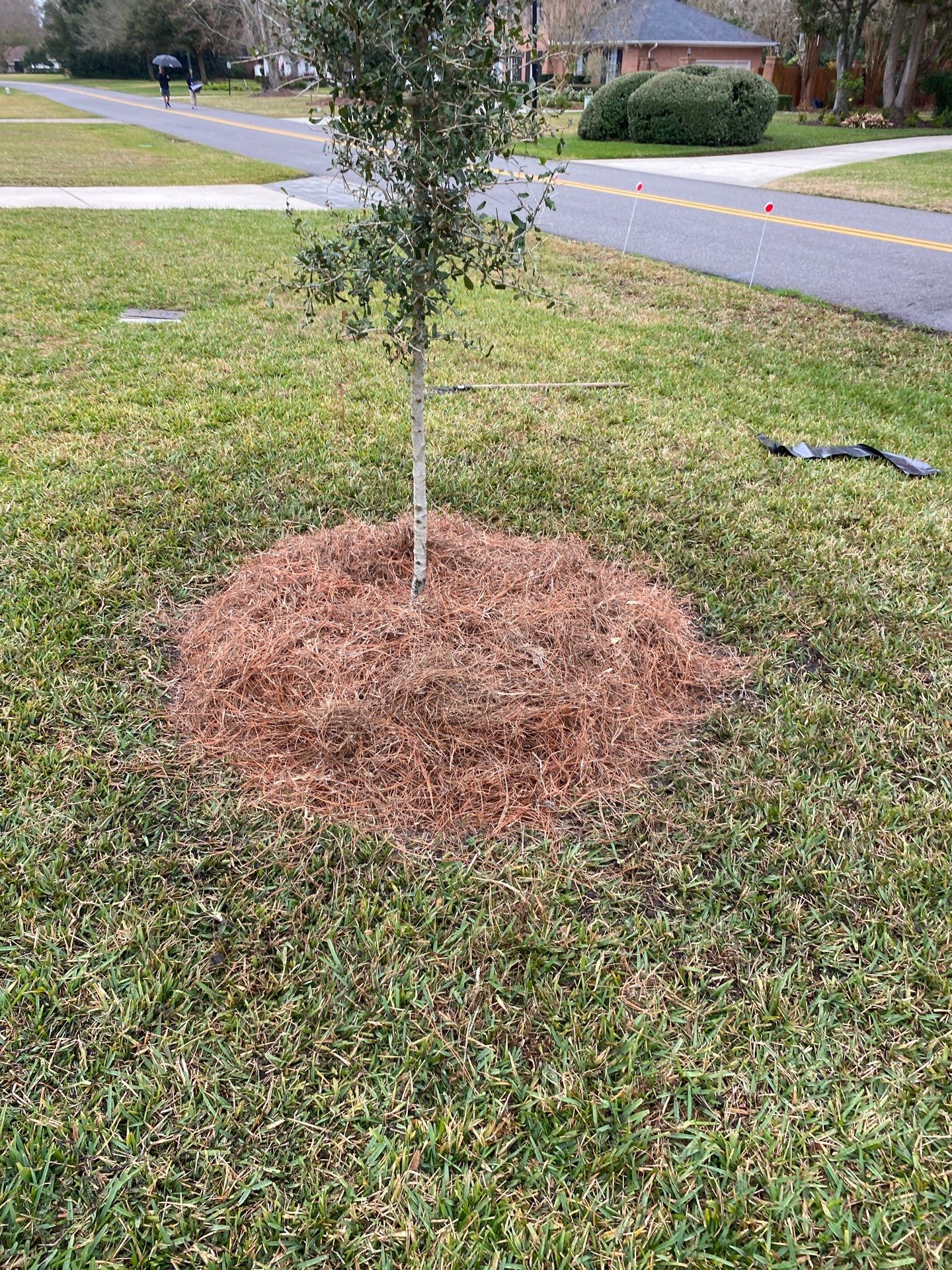 Deerwood | Live Oak Planting Project  by ProGreen Services
