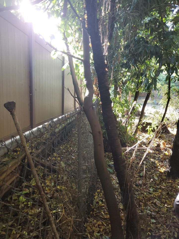 Tree Removal using Tree Removal by Mike Jones & Sons Tree Service LLC 