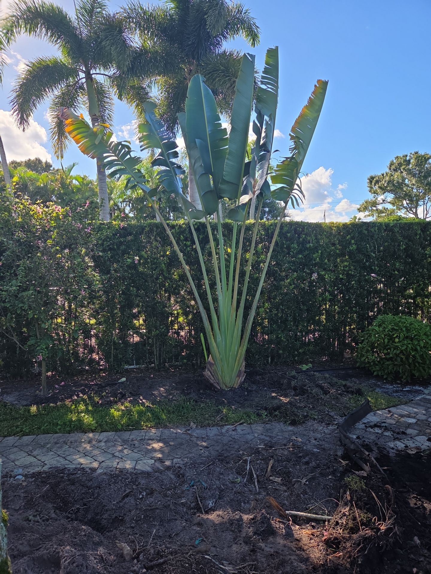 Hammock Creek Estate | Phase 1 – The Art of Precision Removal by Alpha Zeta Enterprises Inc