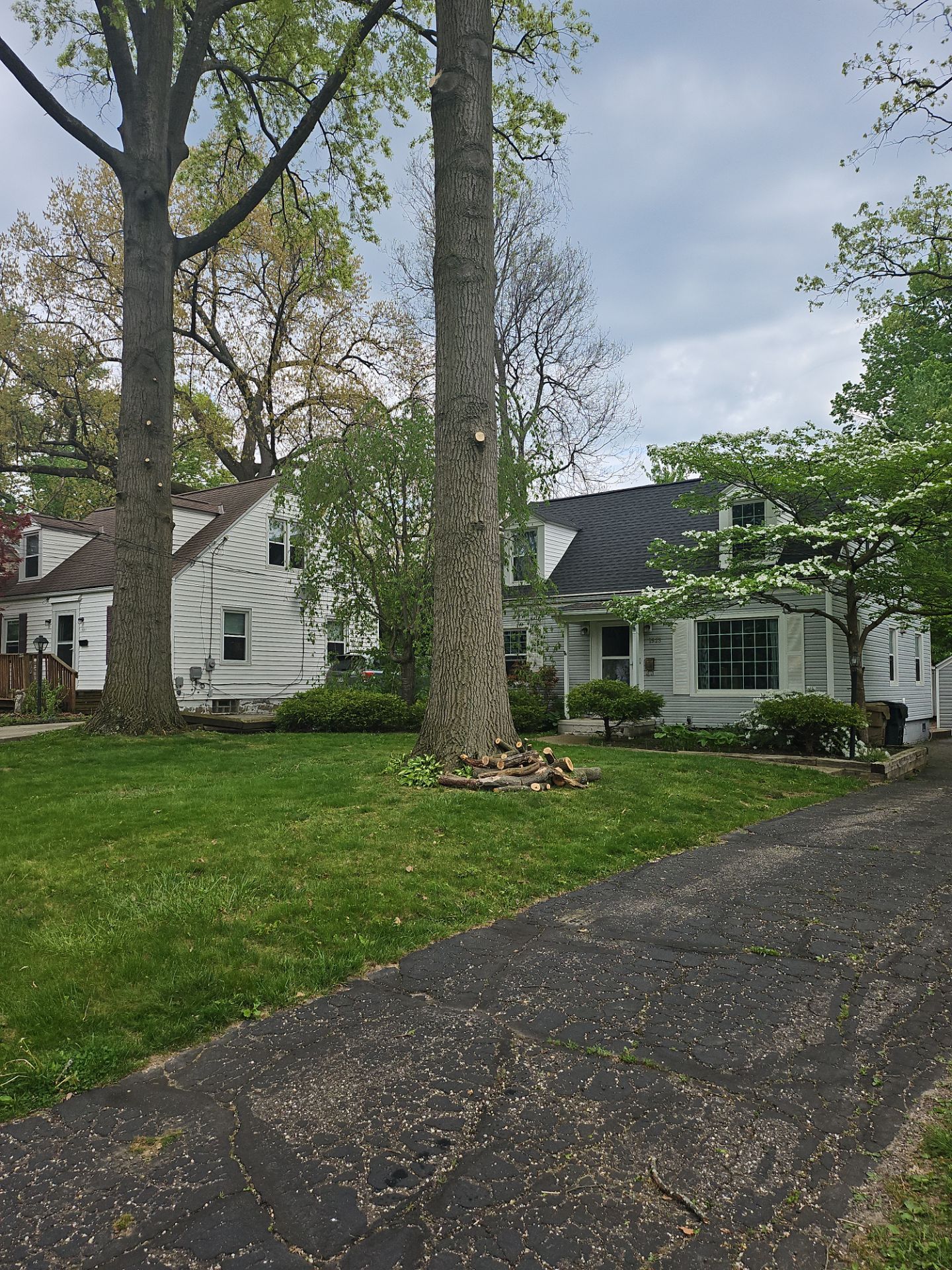 Tree Trimming using Tree Pruing by Mike Jones & Sons Tree Service LLC 