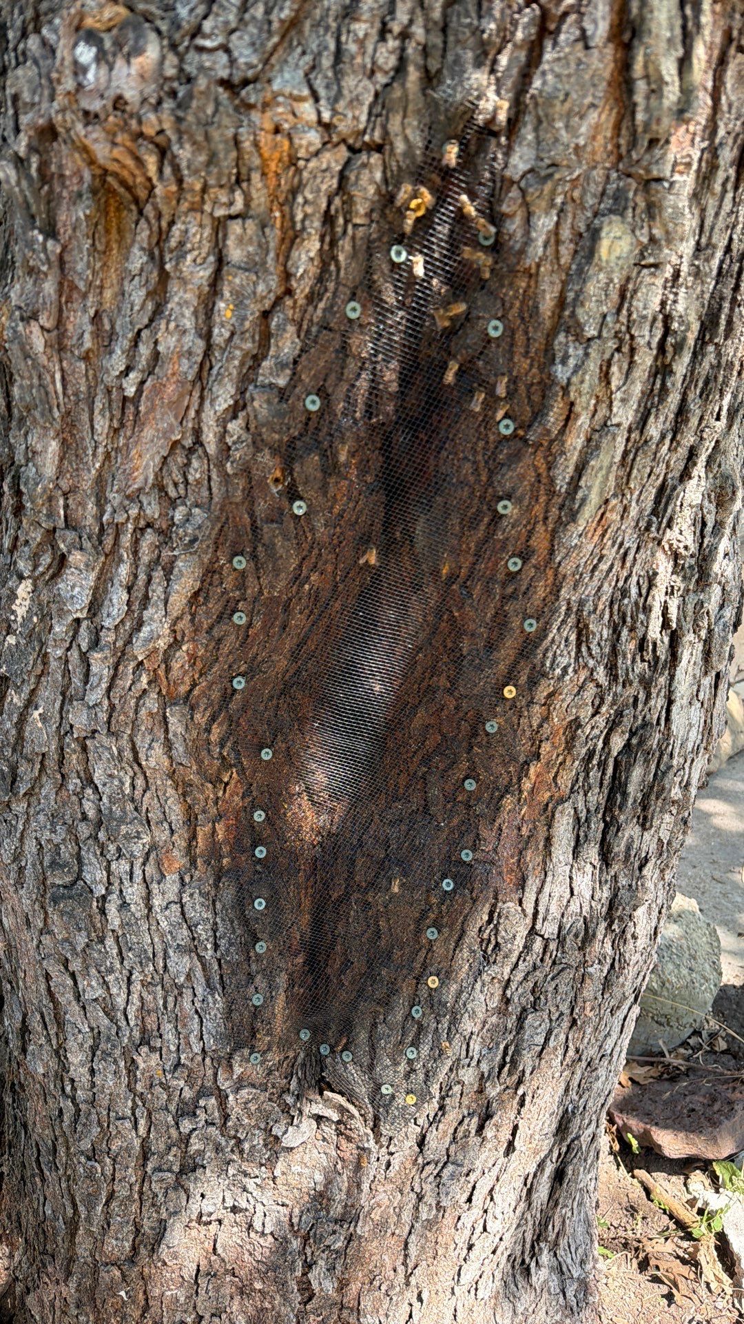 Chiesa Cavity Colony by Rockwall Honey Bee Company