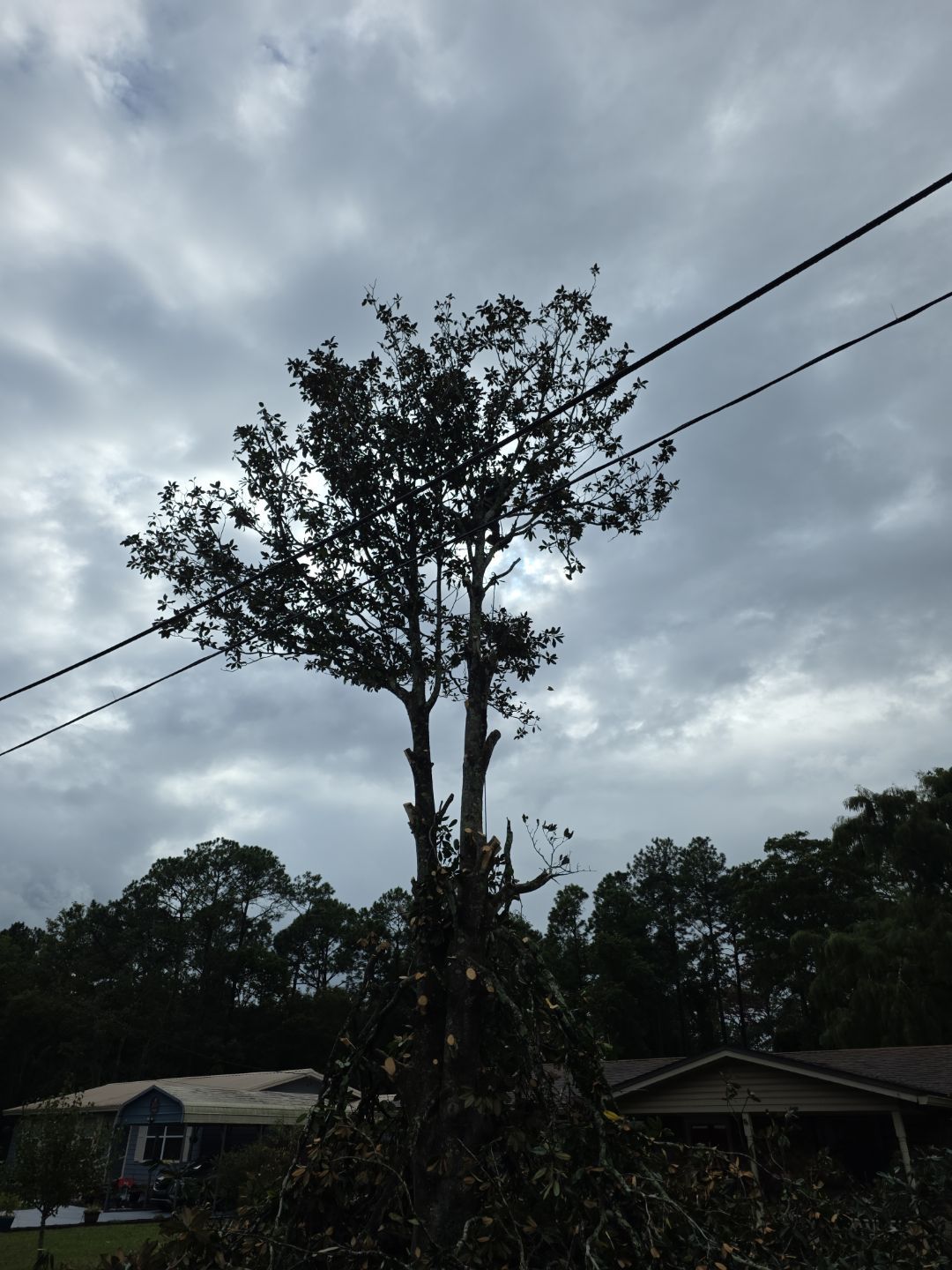 Tree Removal & Sod Install | Residential by ProGreen Services