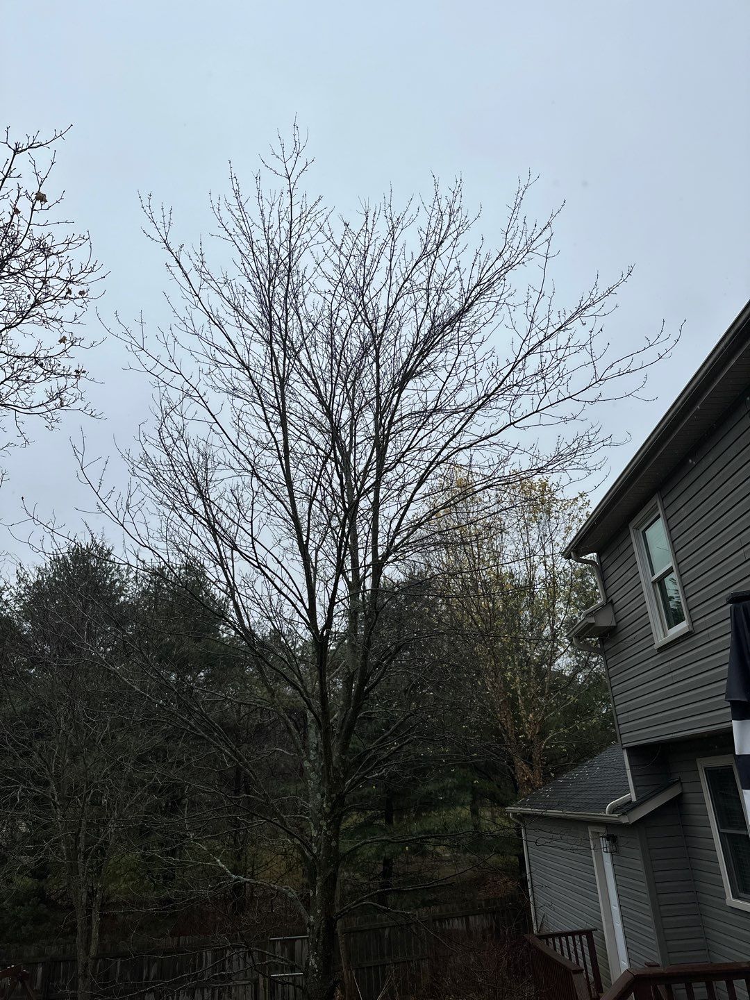 Tree Trimming using Tree Pruing by Mike Jones & Sons Tree Service LLC 