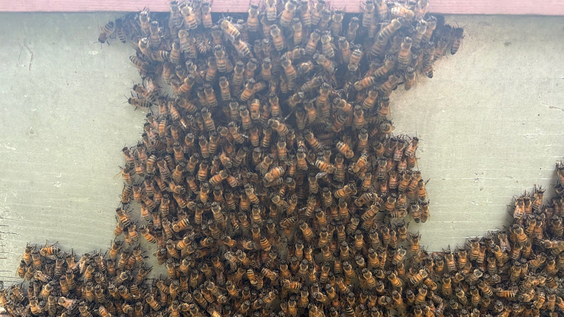 Project in Terrell, TX by Rockwall Honey Bee Company