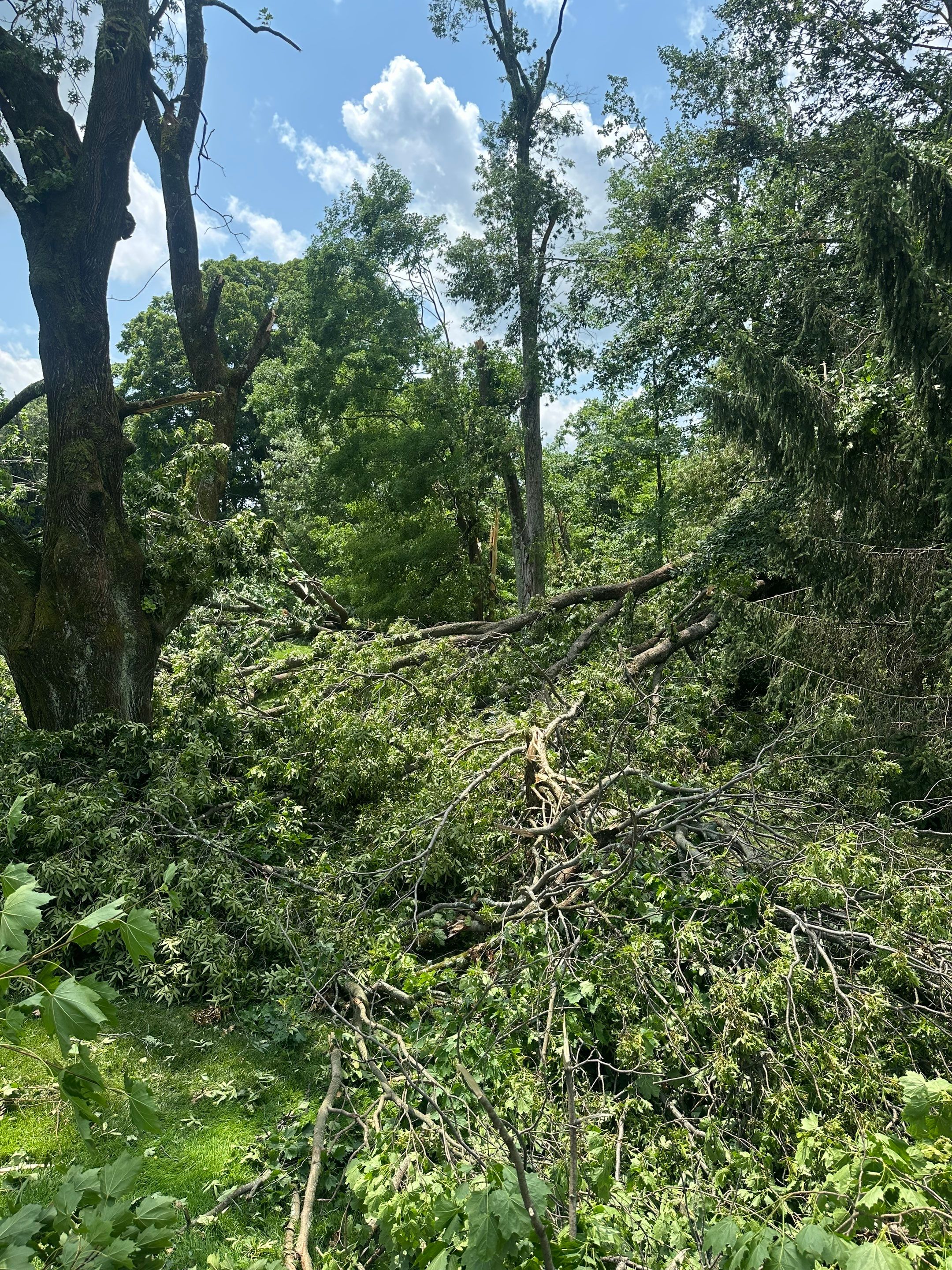 Emergency Tornado Damage Cleanup and Hazardous Tree Removal in Harrison by Fox Hill Luxury Real Estate Services