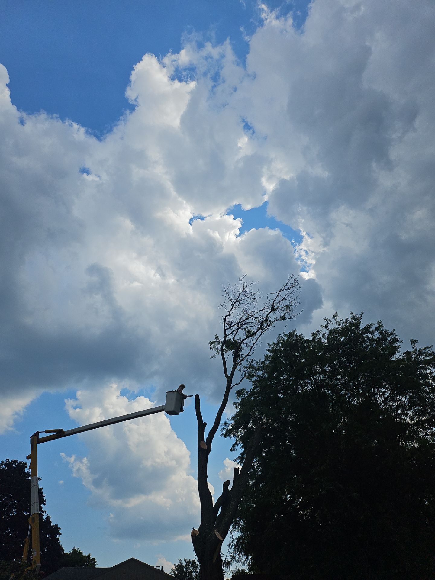 Tree Removal using Tree Removal by Mike Jones & Sons Tree Service LLC 