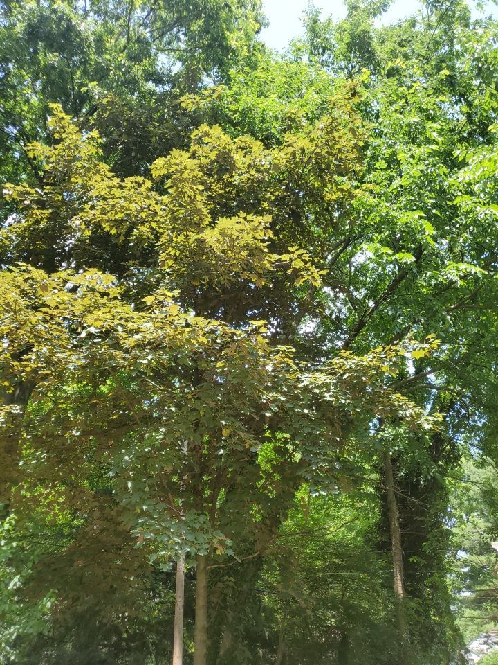 Tree Removal using Tree Removal by Mike Jones & Sons Tree Service LLC 