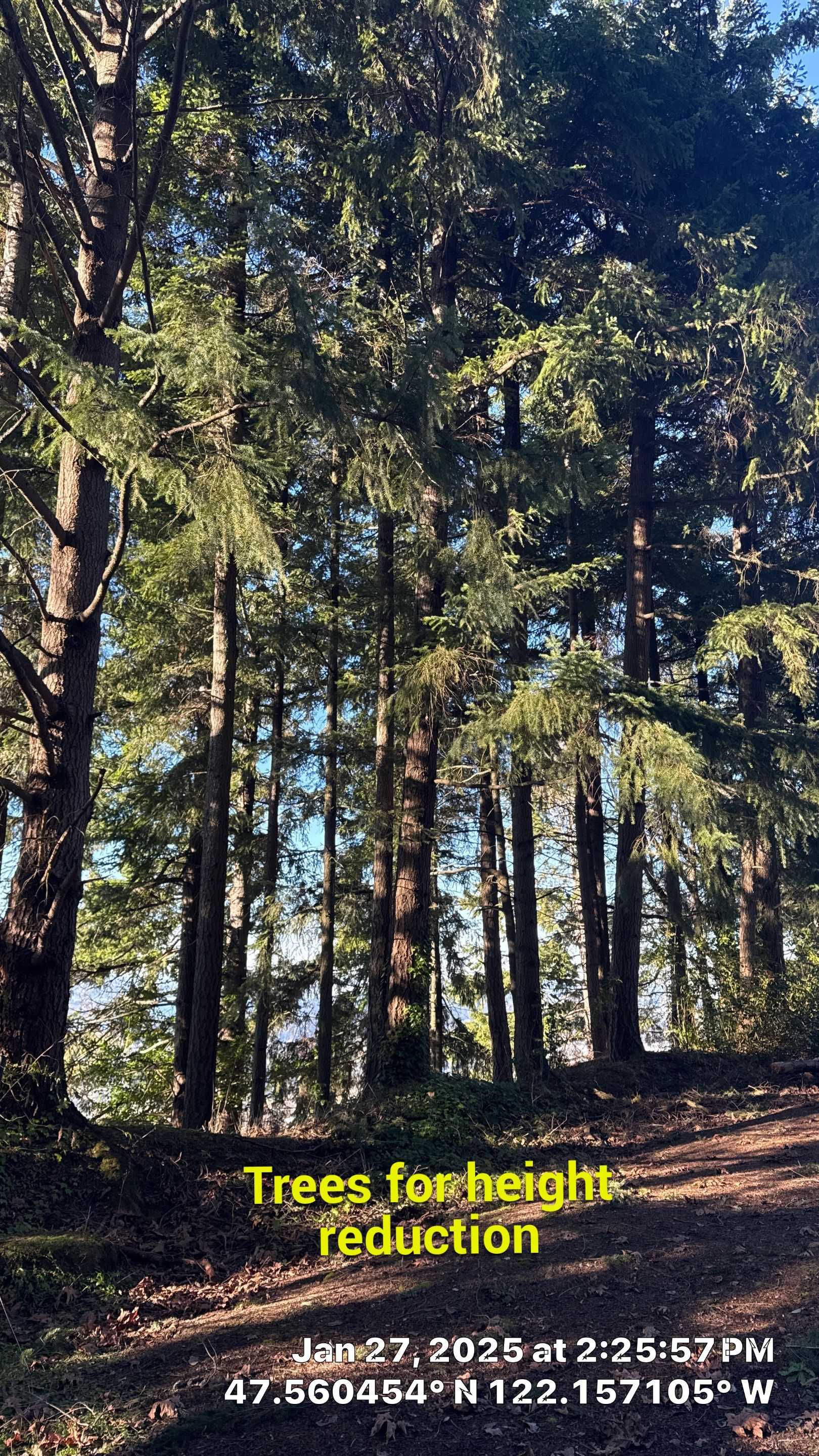 Bellevue Arborist Letter by Sound Tree Care LLC