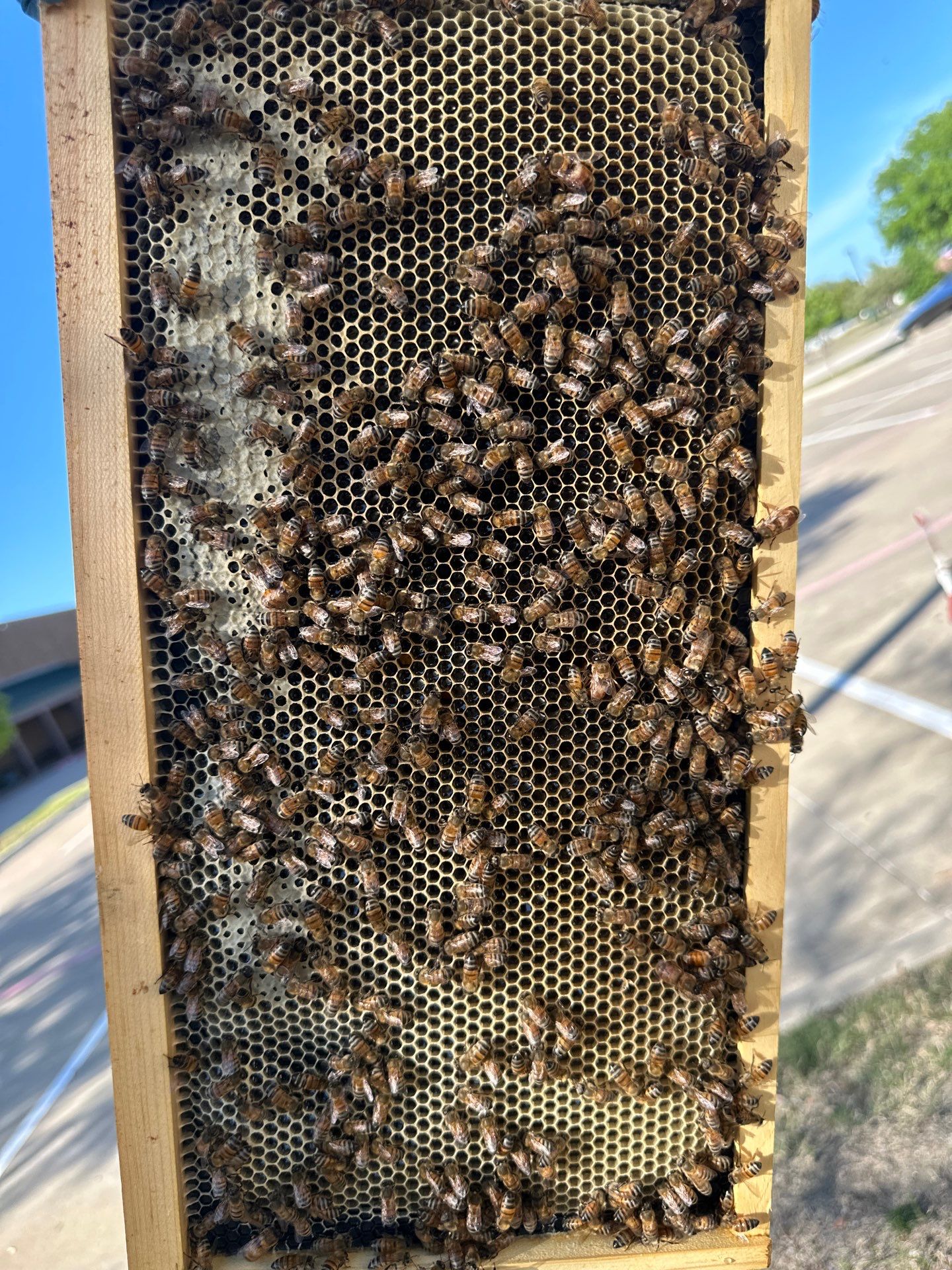 Allen Company by Rockwall Honey Bee Company