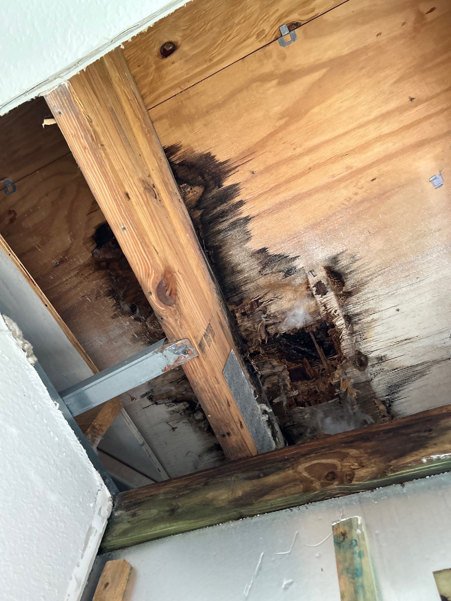 Mold Damage Restoration & Removal in Venice, FL by Ampm Restoration Services 