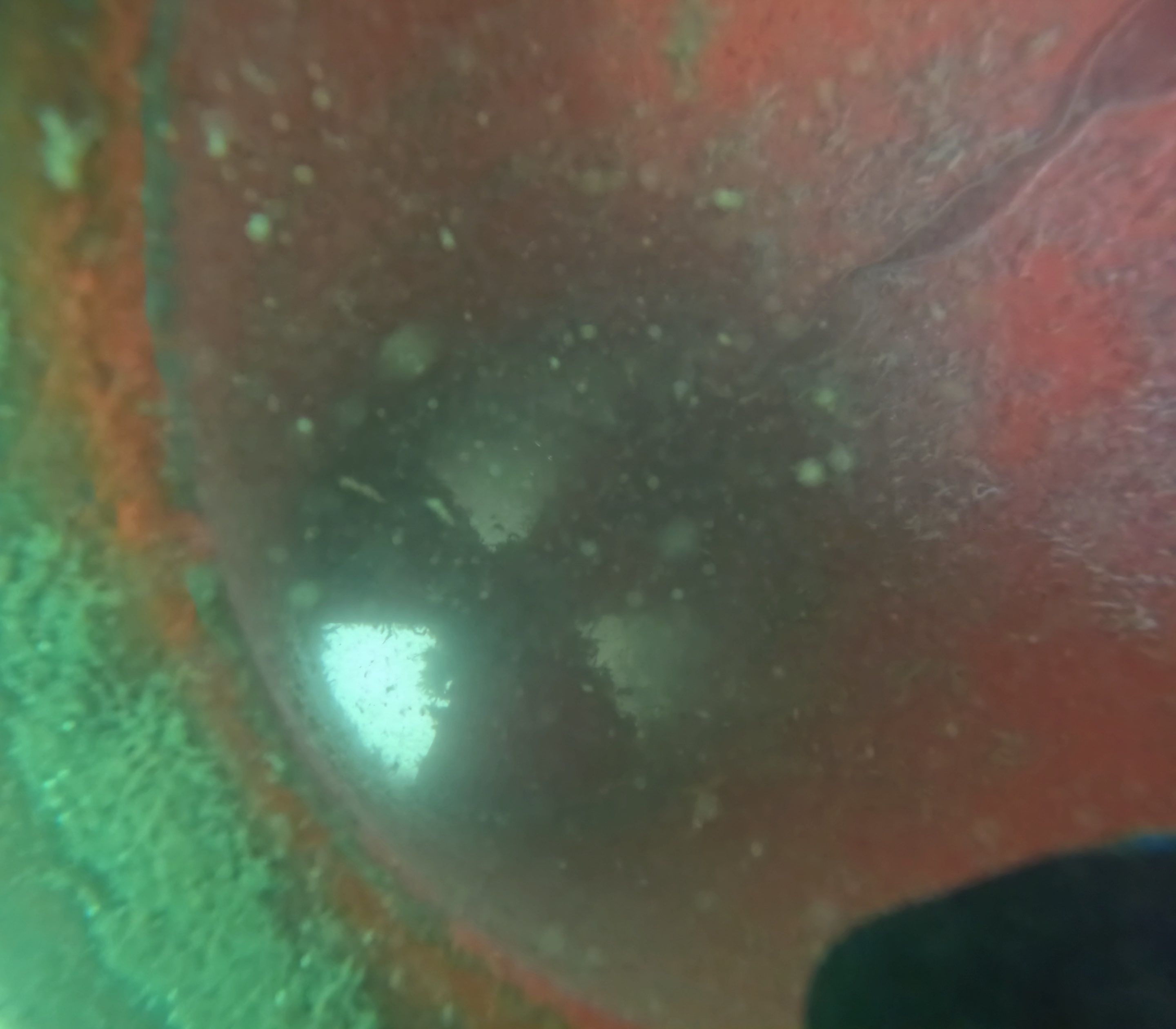 Project in North Fort Myers, FL by Florida Hull Cleaning 