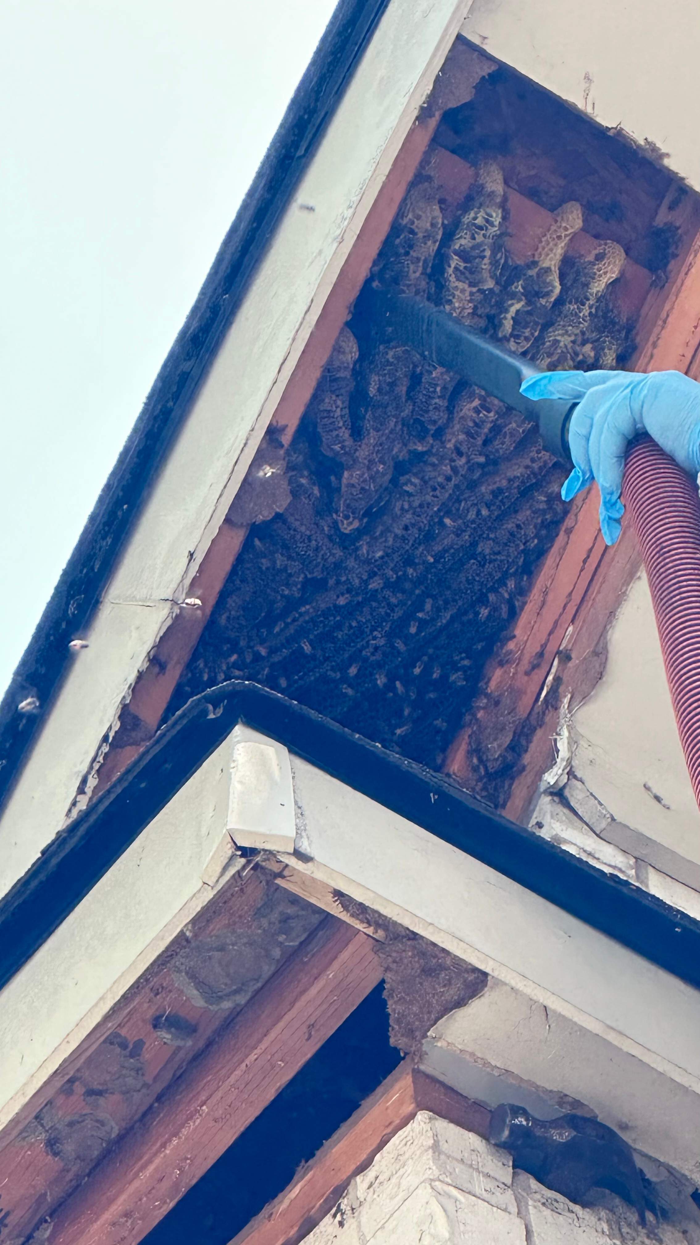 Tall Soffit by Rockwall Honey Bee Company