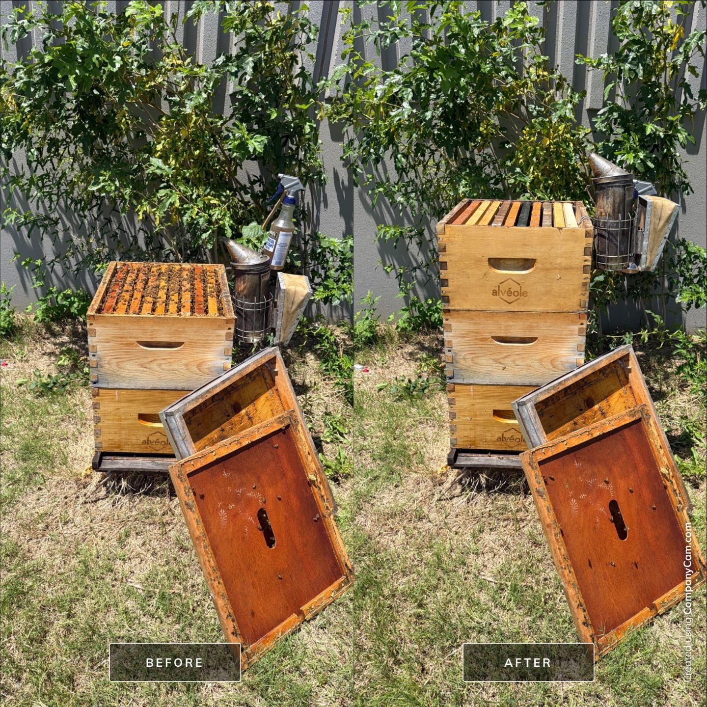 Big Rig Lot Bees by Rockwall Honey Bee Company