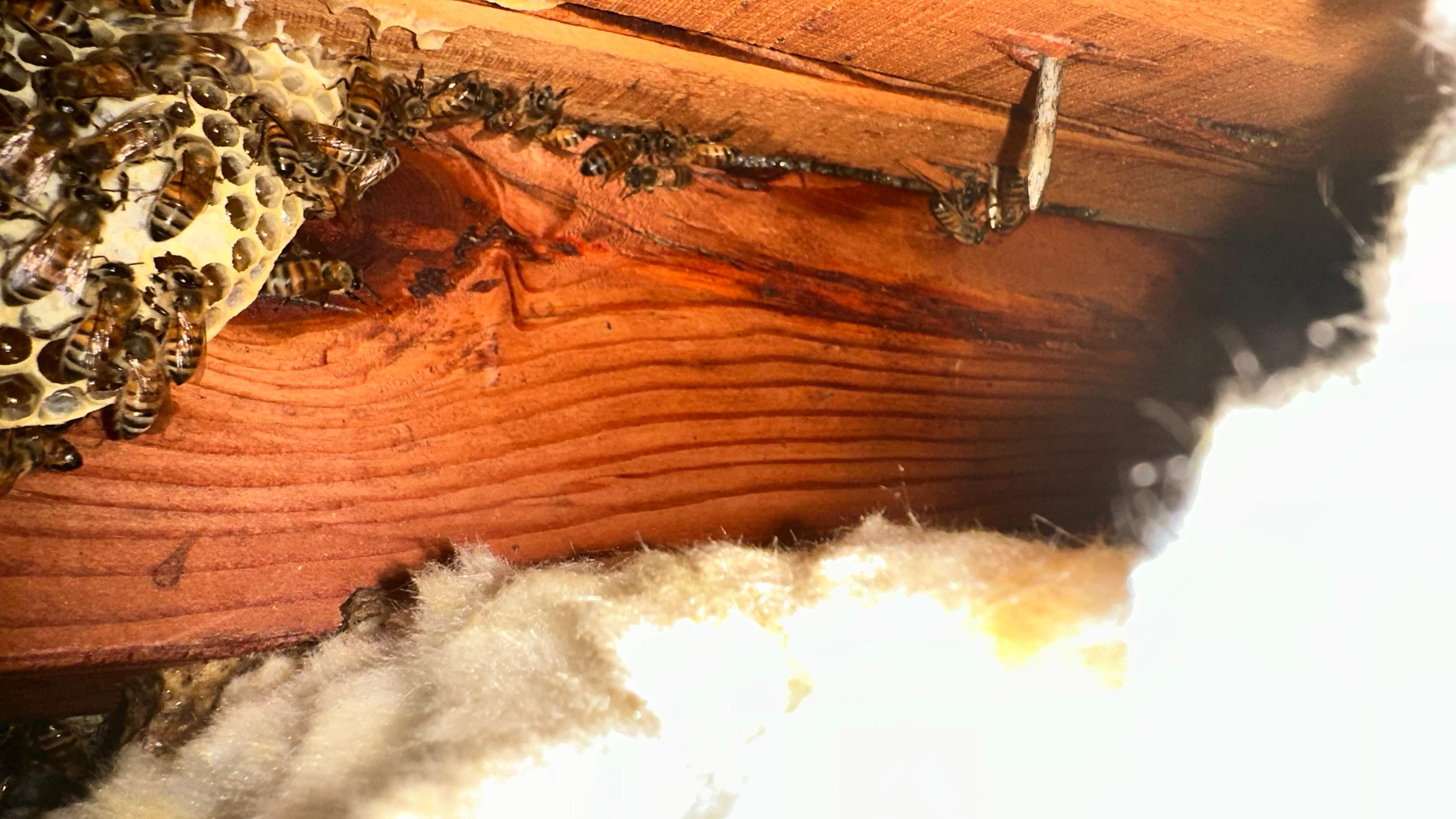 Golf Couse by Rockwall Honey Bee Company