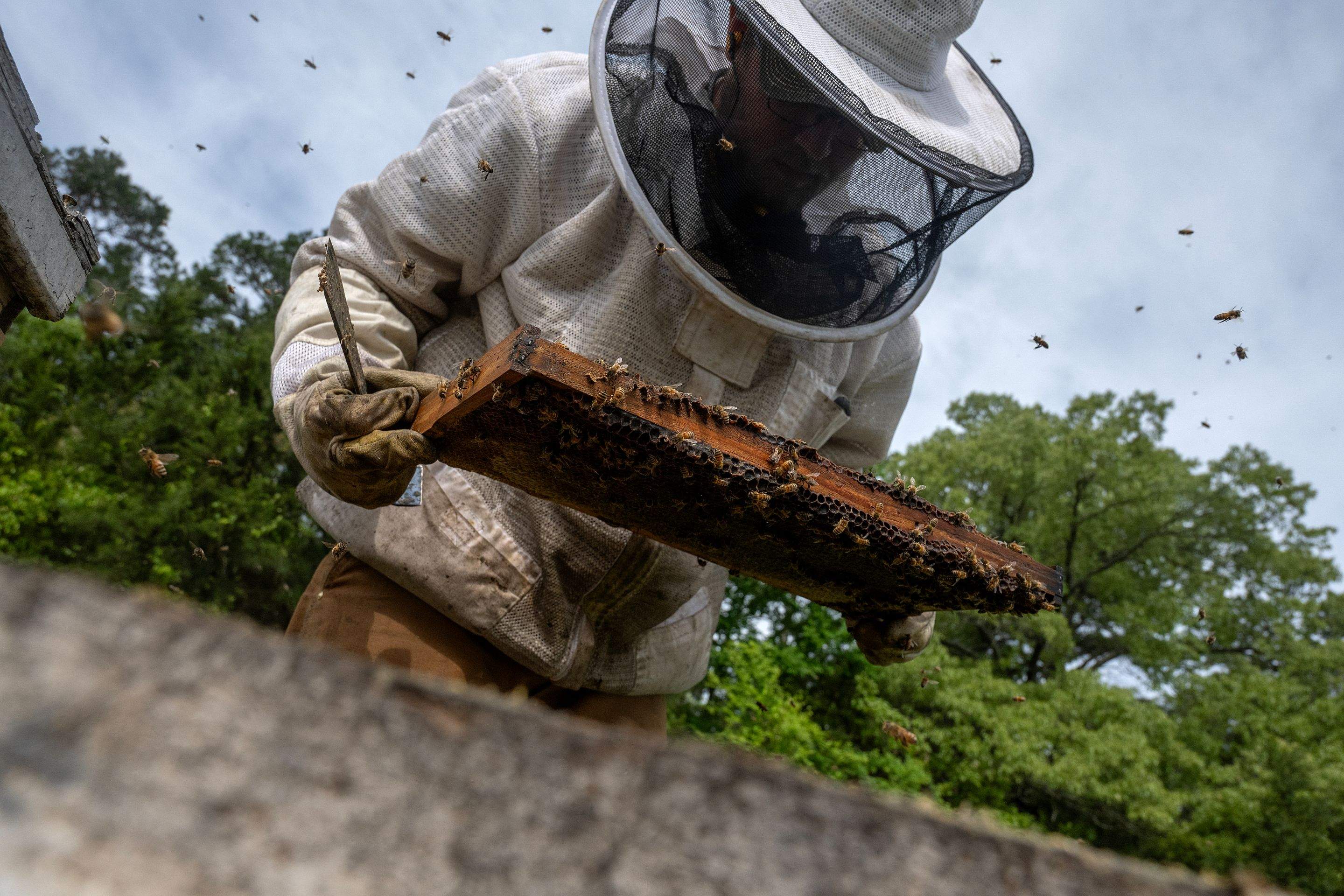 Splits in East Texas by Rockwall Honey Bee Company