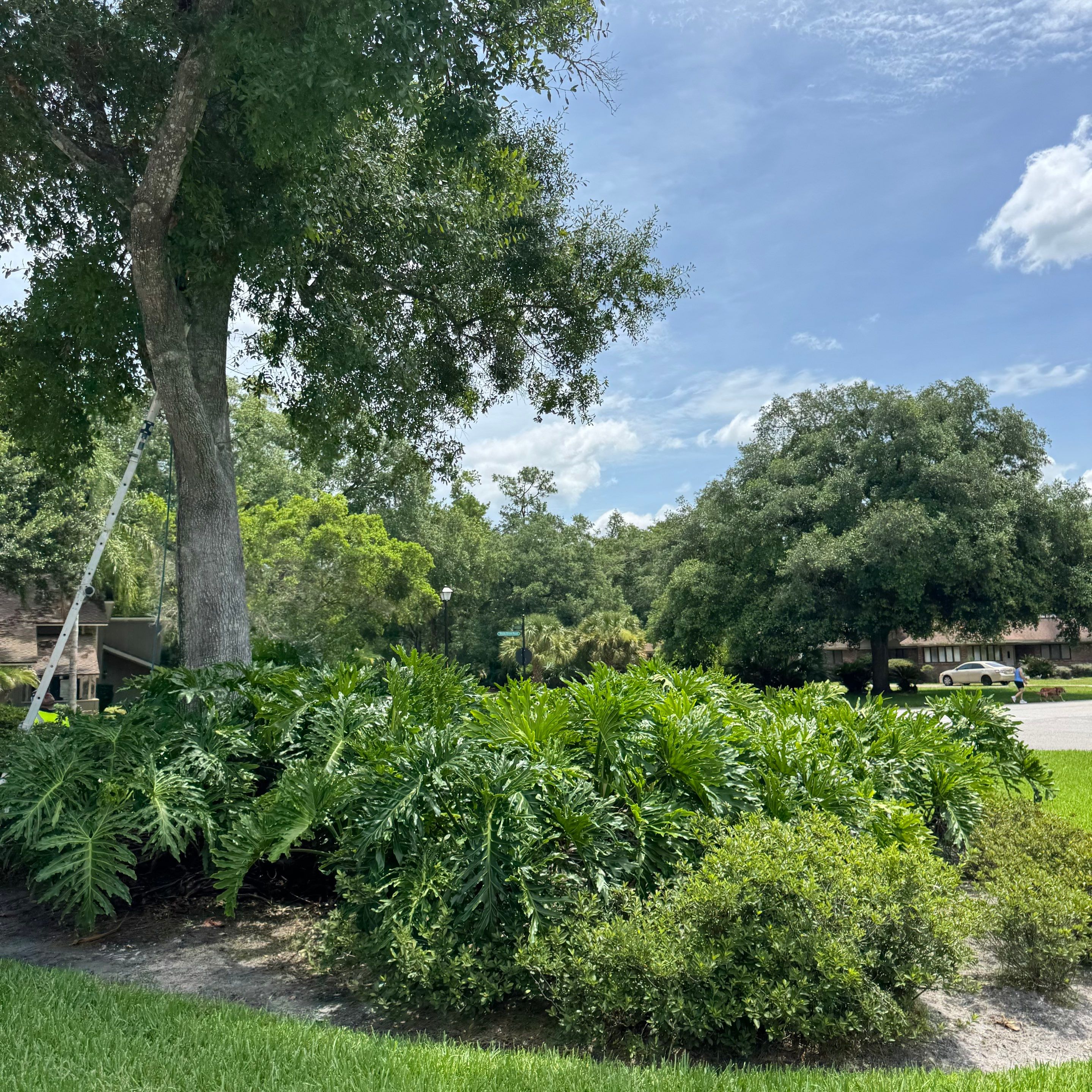 Deerwood Resident | Plant Install & Tree Work by ProGreen Services