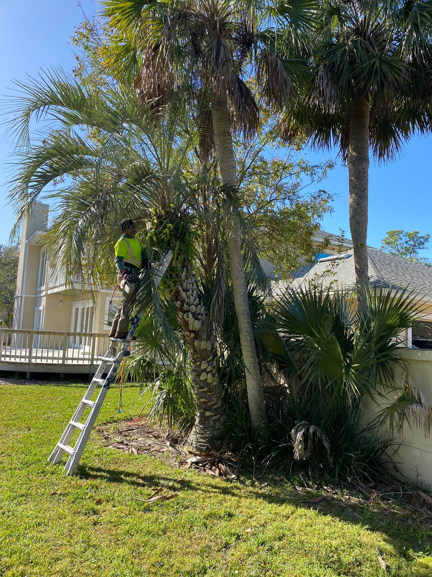 Deerwood Resident | Tree Removal & Palm Trimming by ProGreen Services
