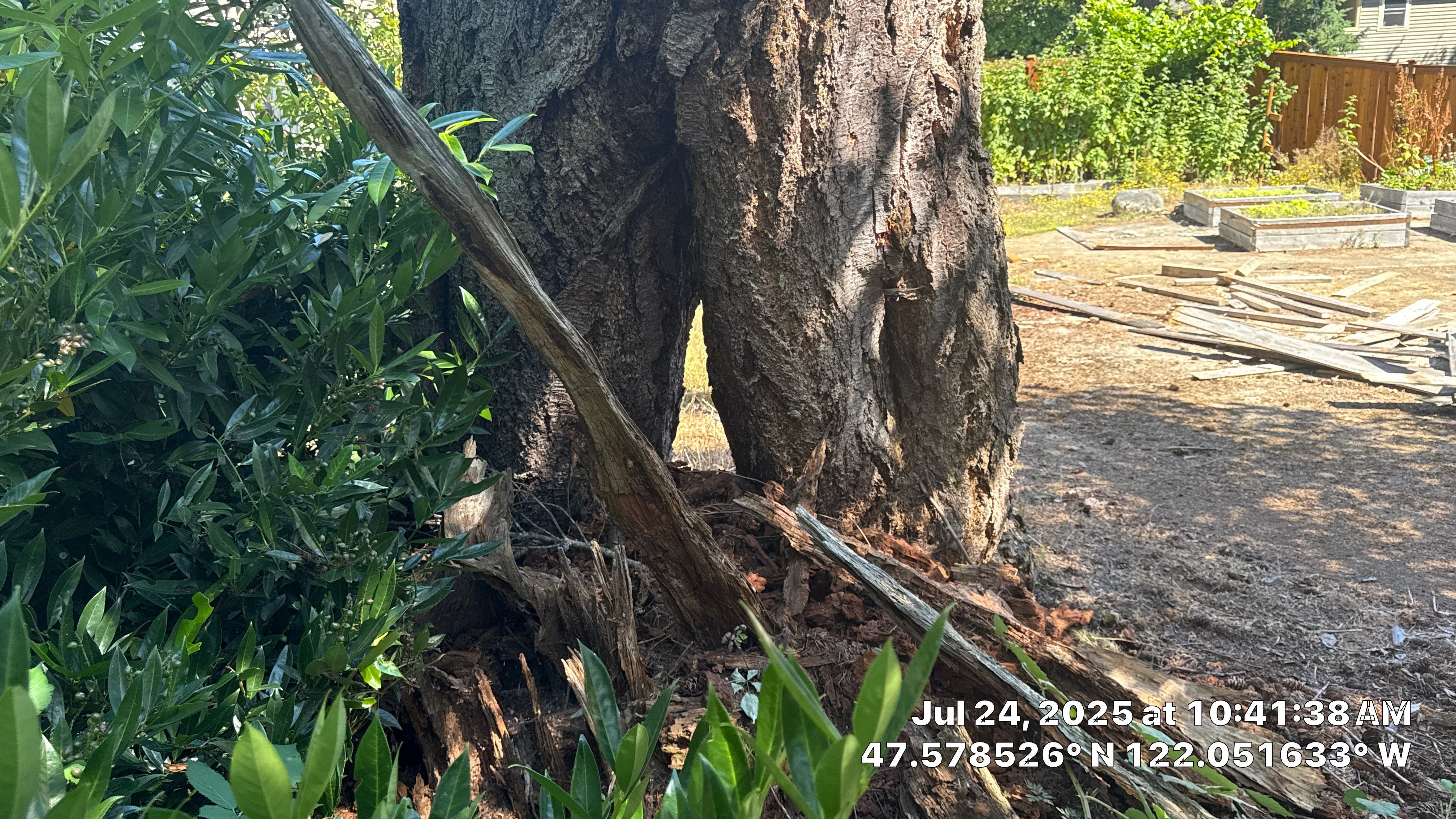 🌲 Trusty Showcase: Nurse-Stump Grown Douglas Fir with Elevated Root Flare – Sammamish, WA by Sound Tree Care LLC