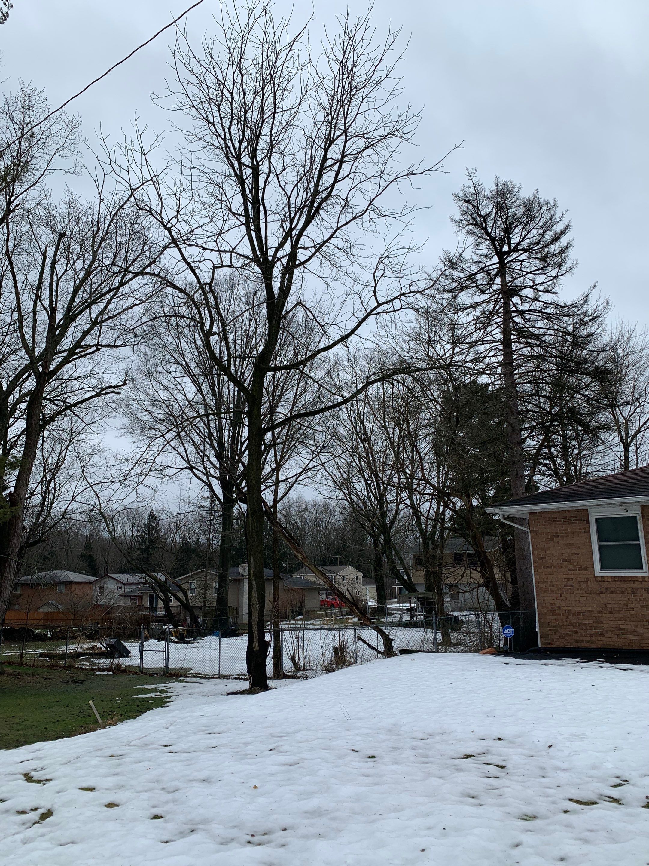 Tree Trimming using Tree Pruing by Mike Jones & Sons Tree Service LLC 