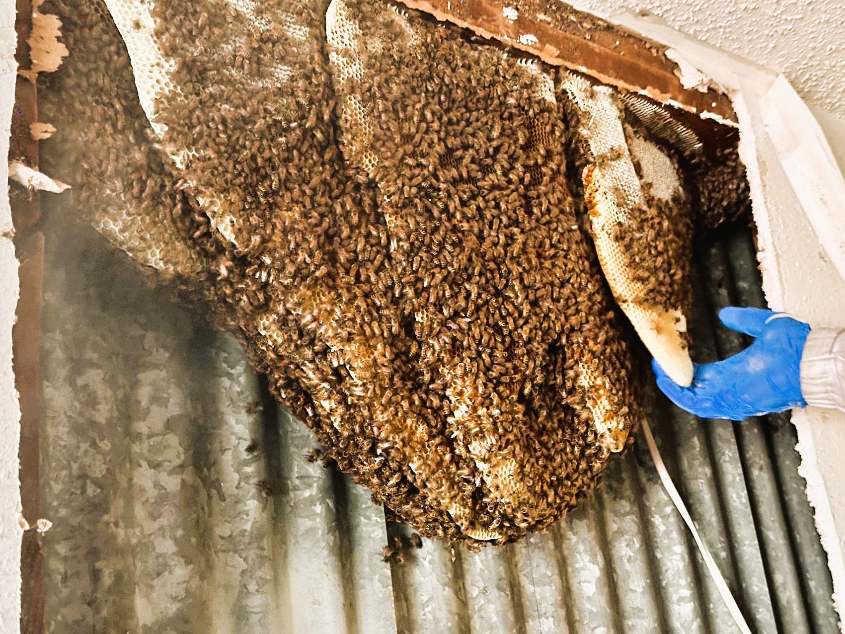 Motorcycle Garage by Rockwall Honey Bee Company