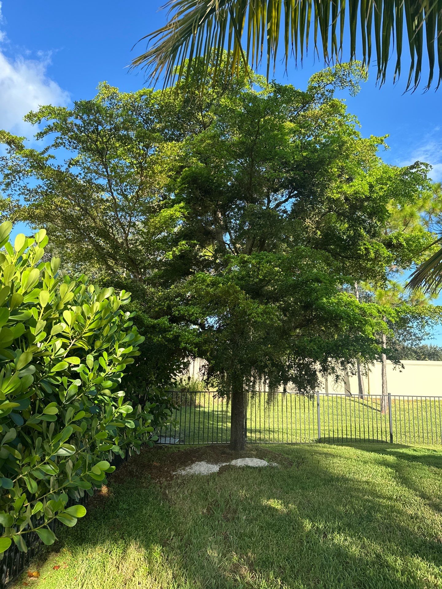 From Overgrown to Picture-Perfect - Stuart Refresh by Alpha Zeta Enterprises Inc